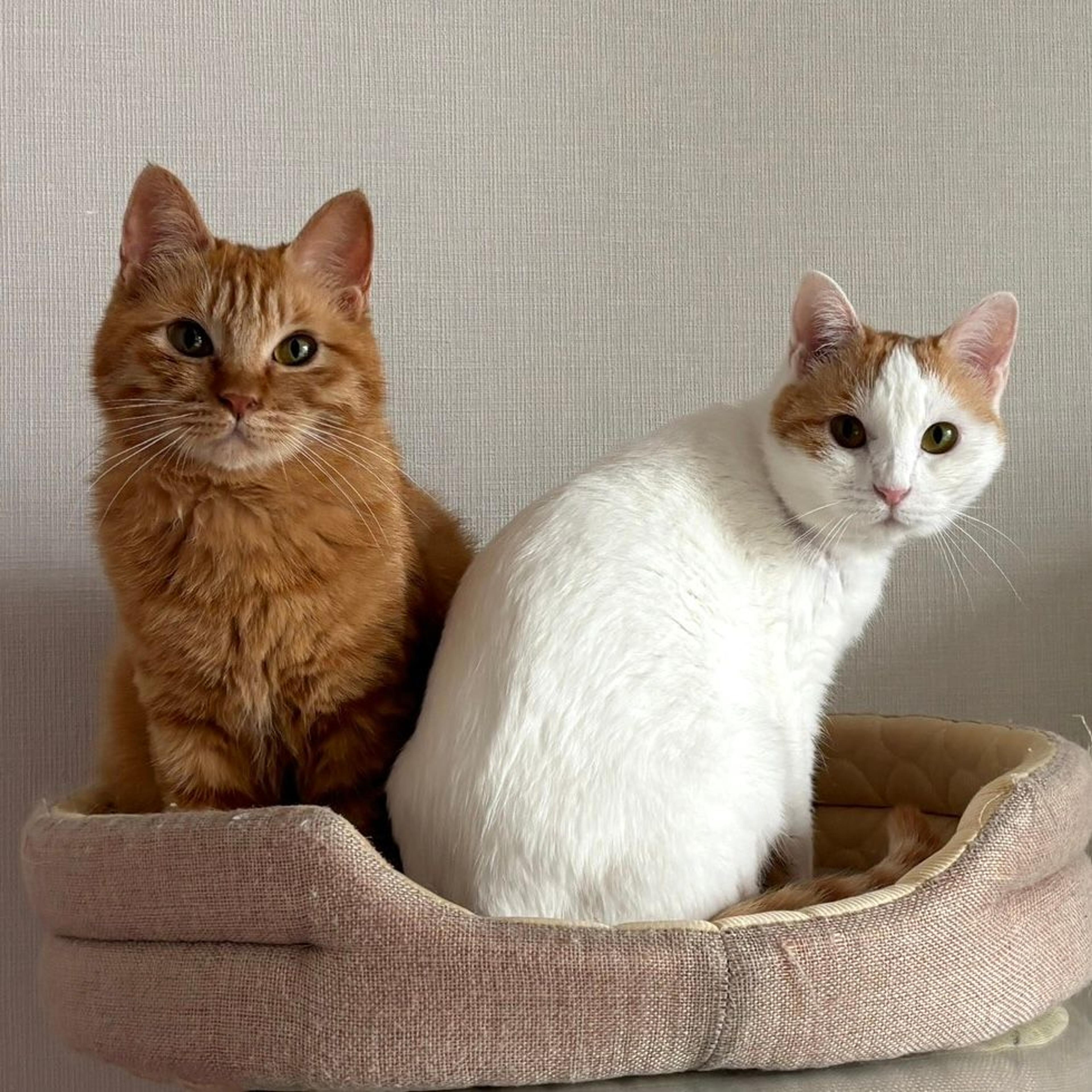 pet-image-4