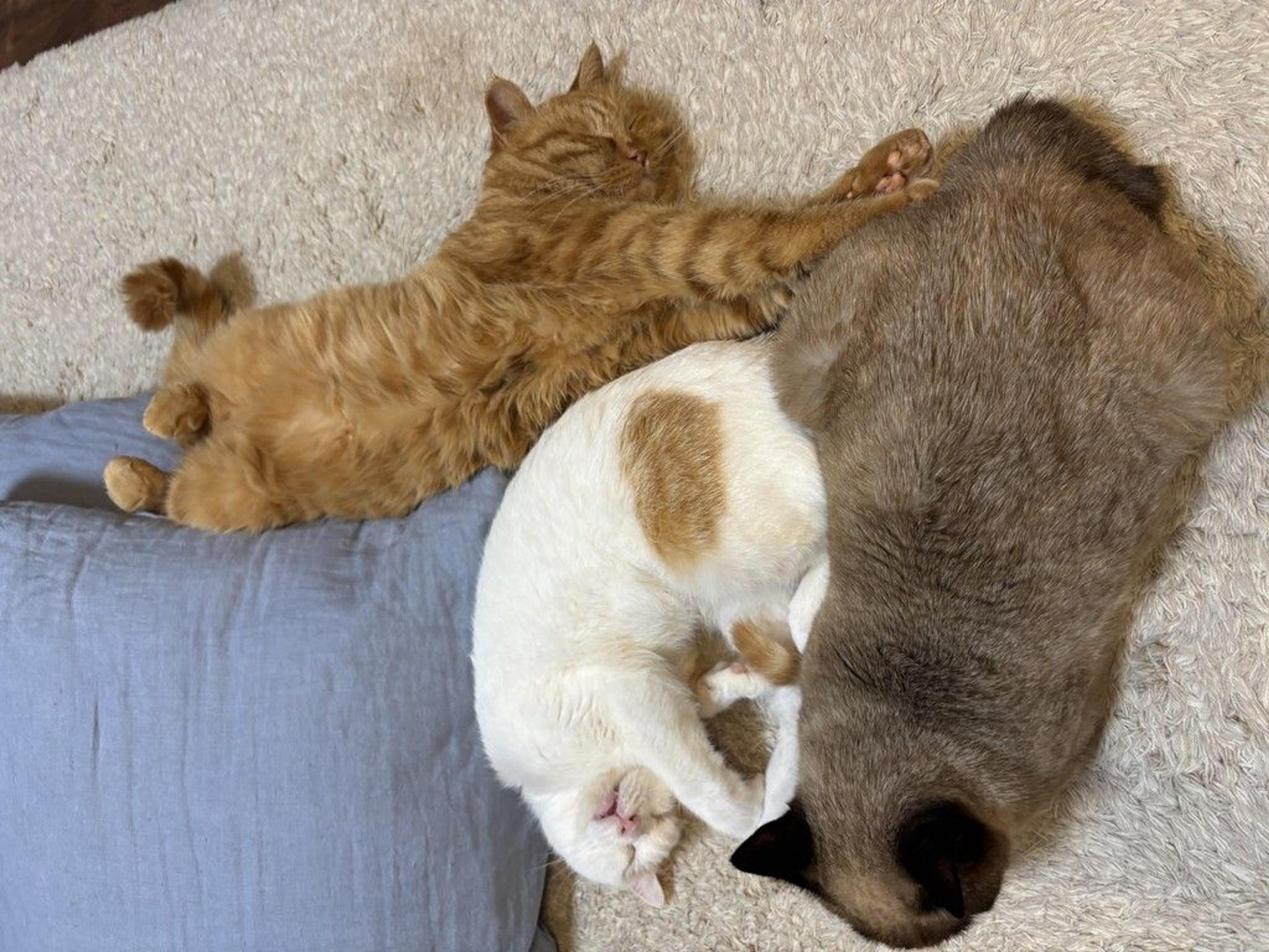pet-image-5