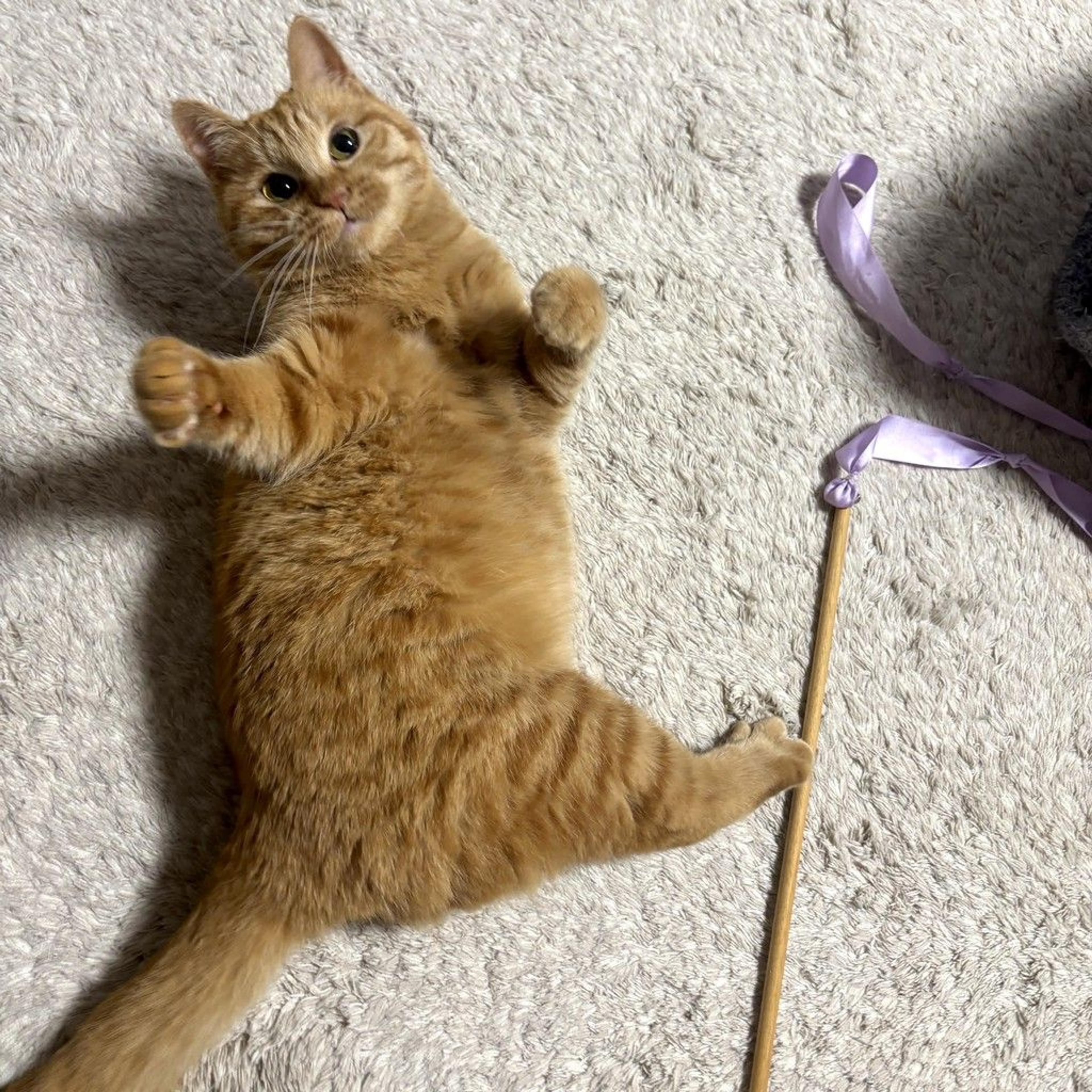 pet-image-6