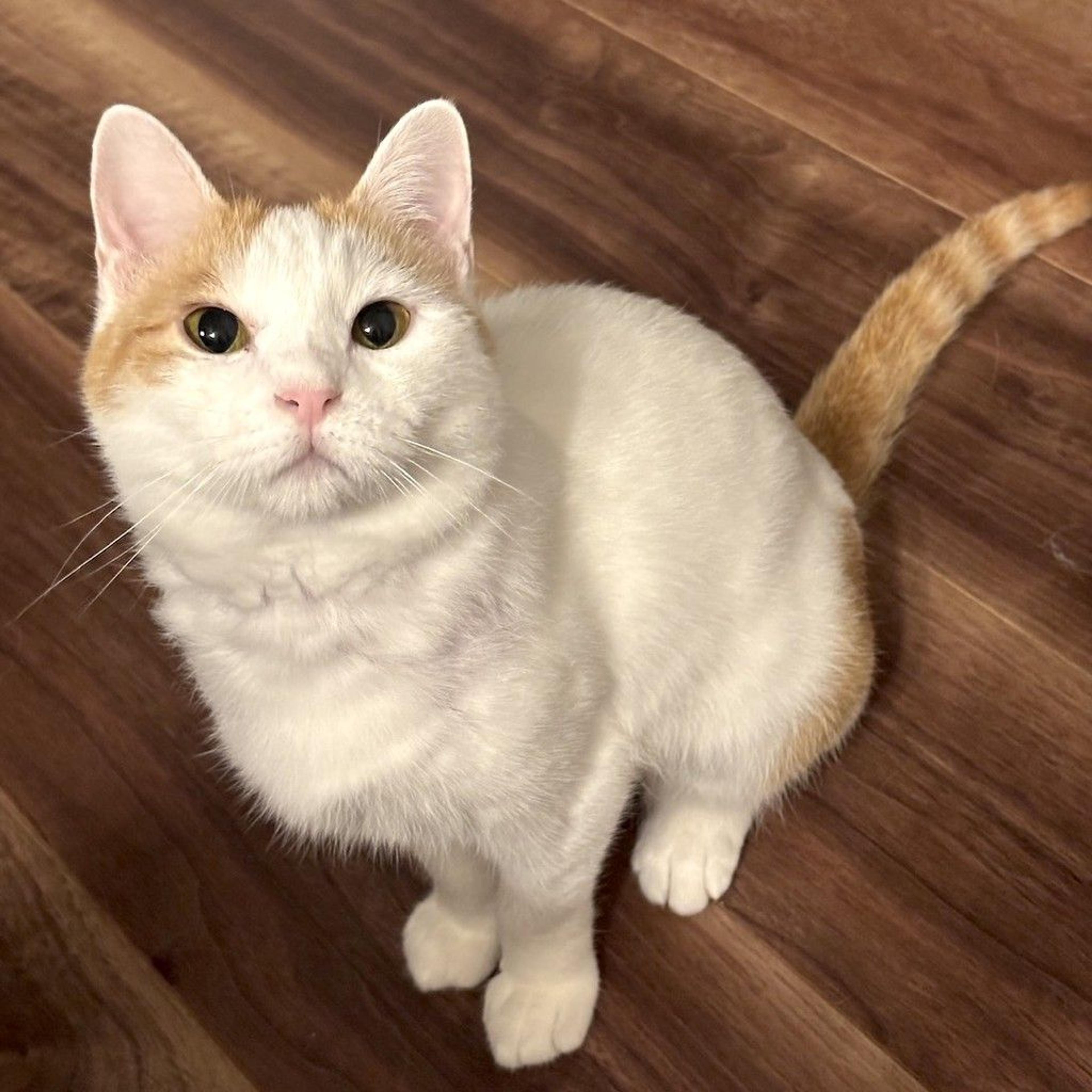 pet-image-9