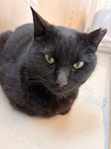 雑種（ミックス猫）・メスの里親募集の写真