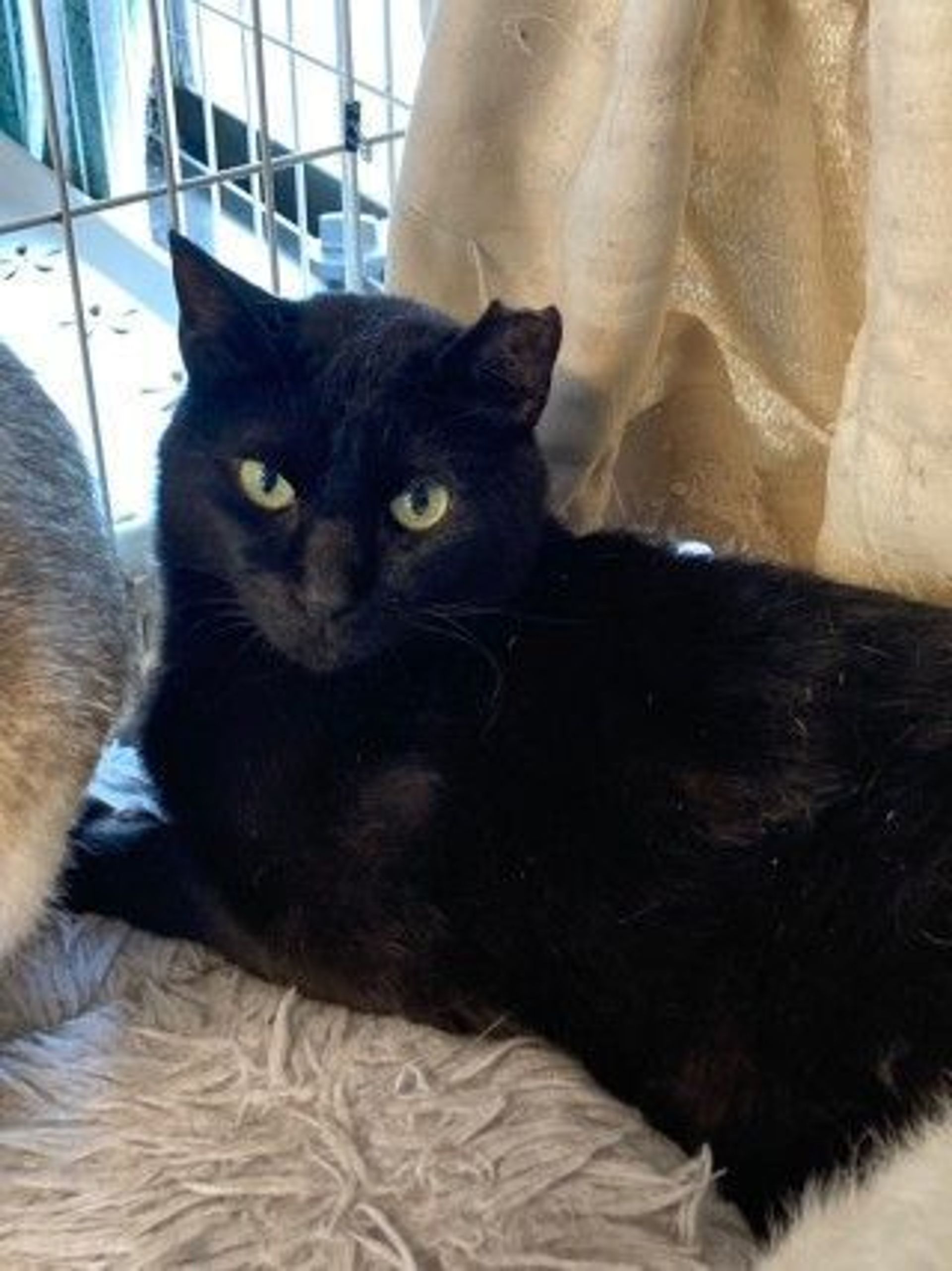雑種（ミックス猫）・メスの里親募集の写真