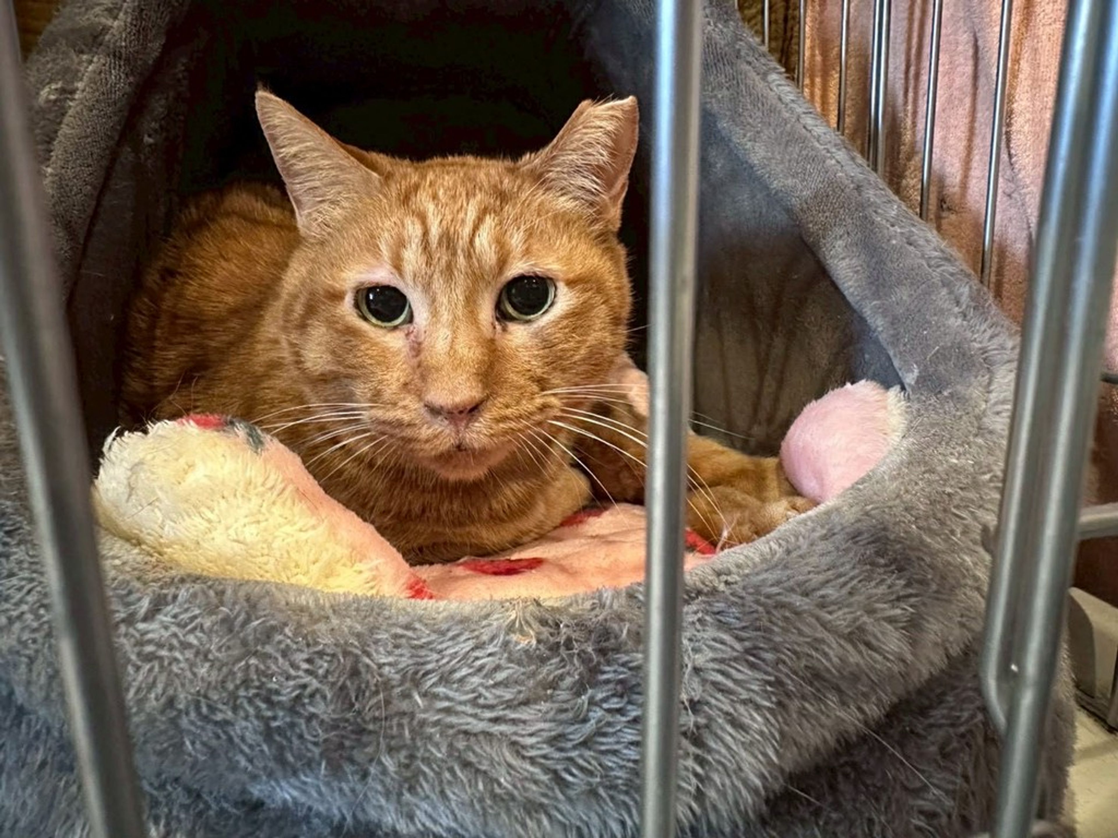 日本猫・メスの里親募集の写真