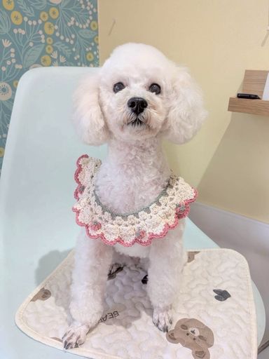 トイプードル・メスの里親募集の写真