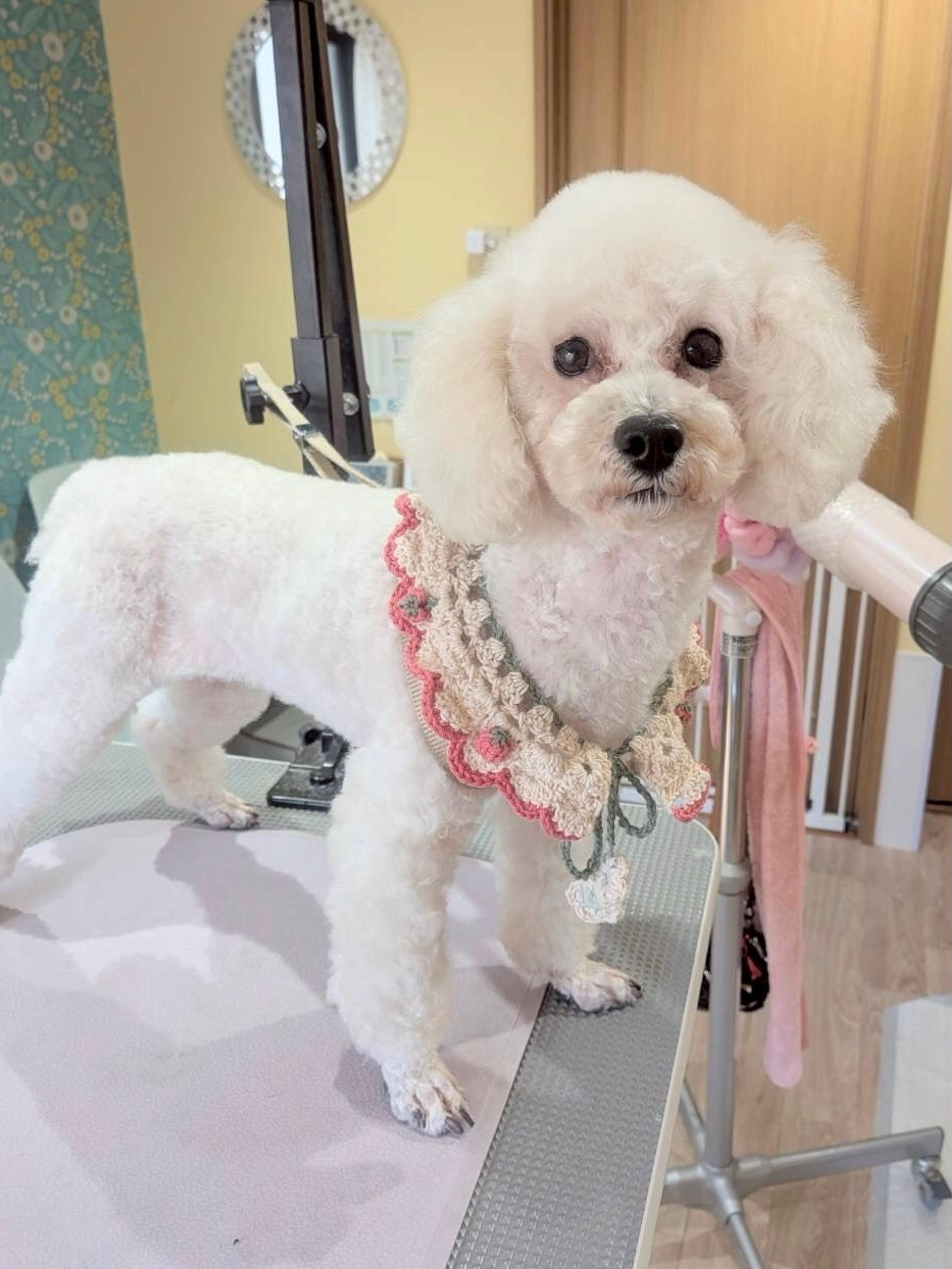 pet-image-2