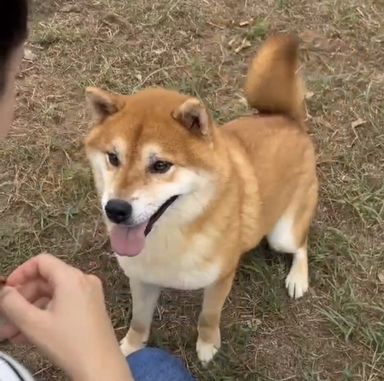 柴犬・オスの里親募集の写真