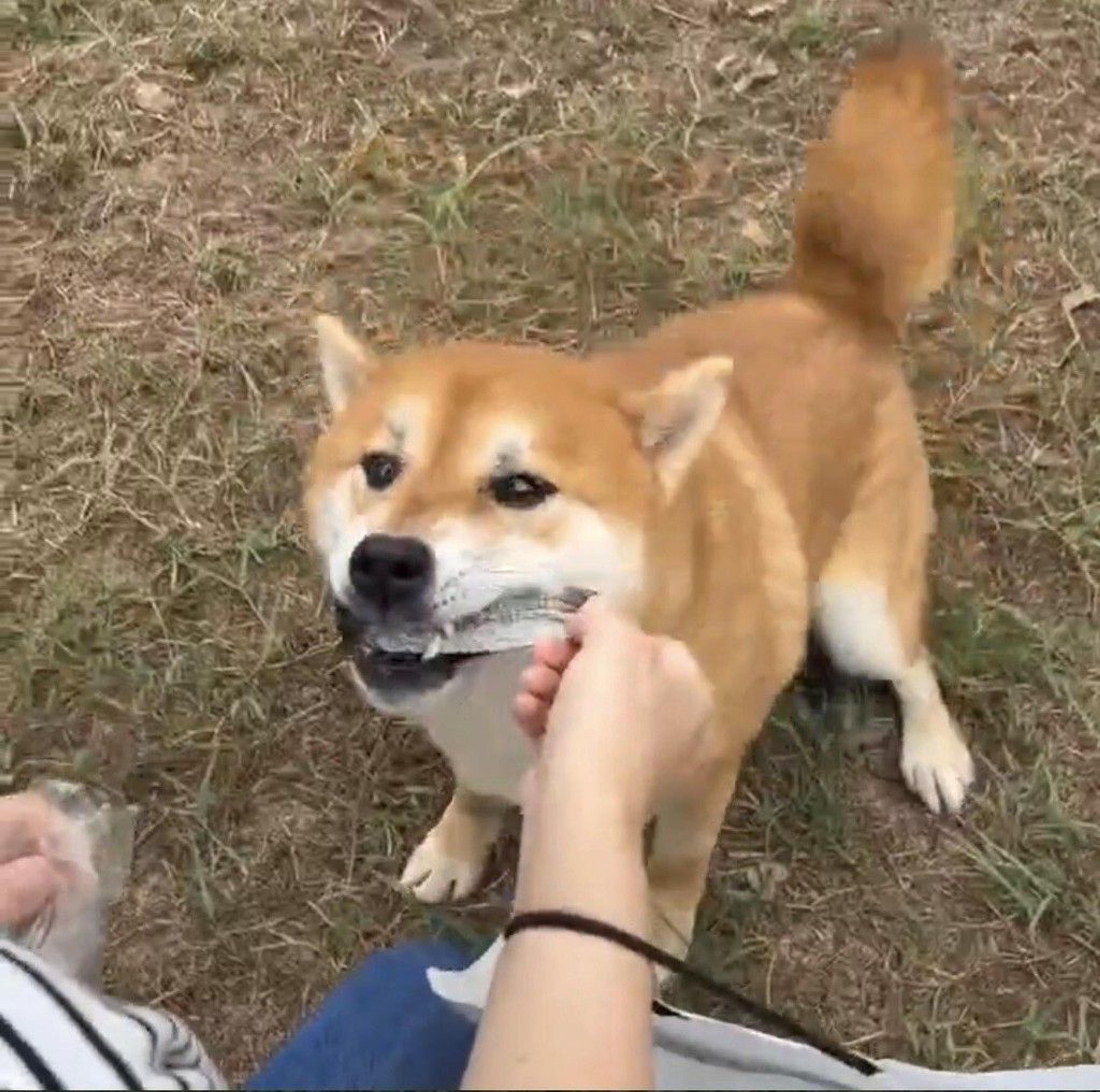 pet-image-3