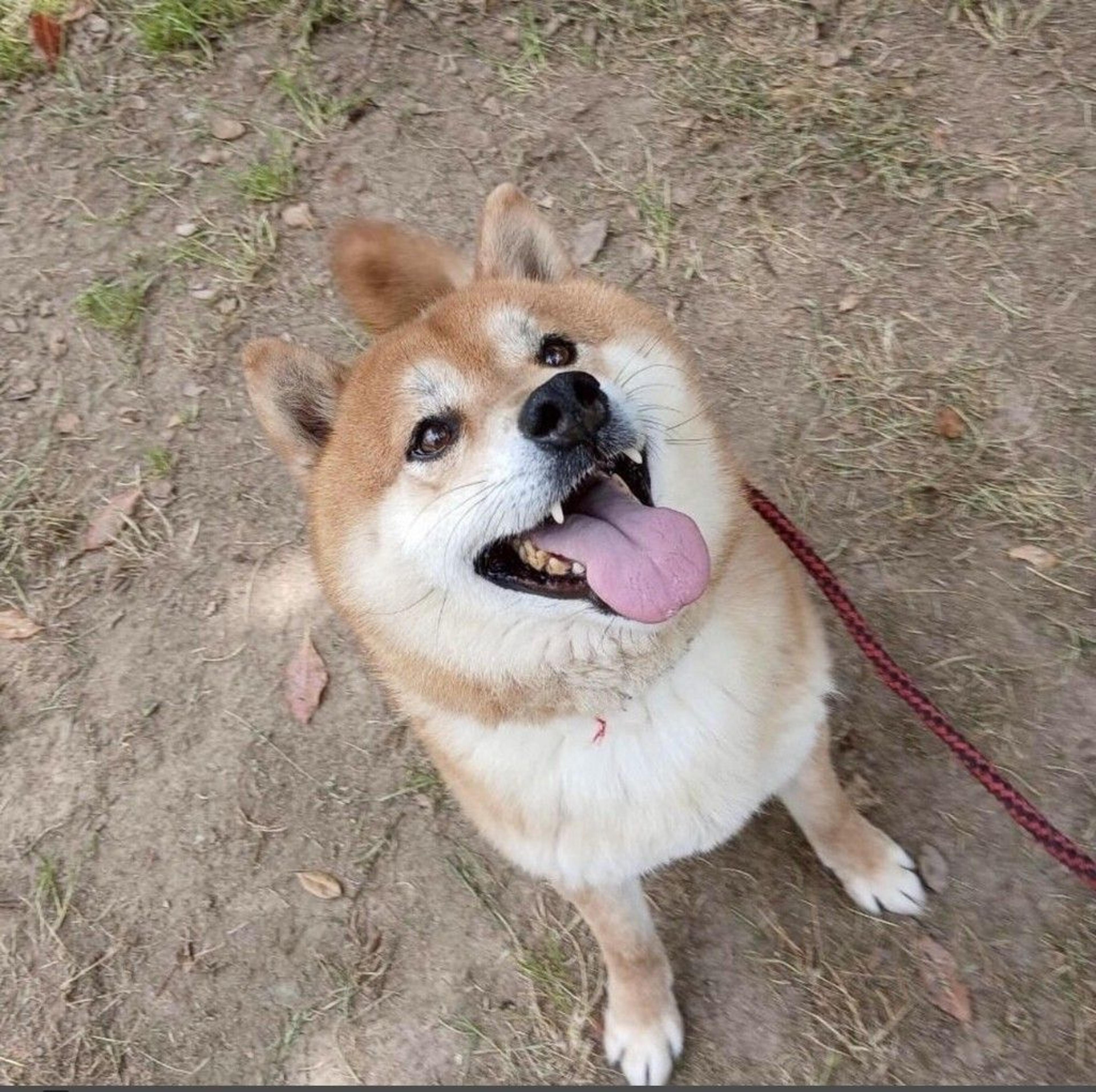 pet-image-4
