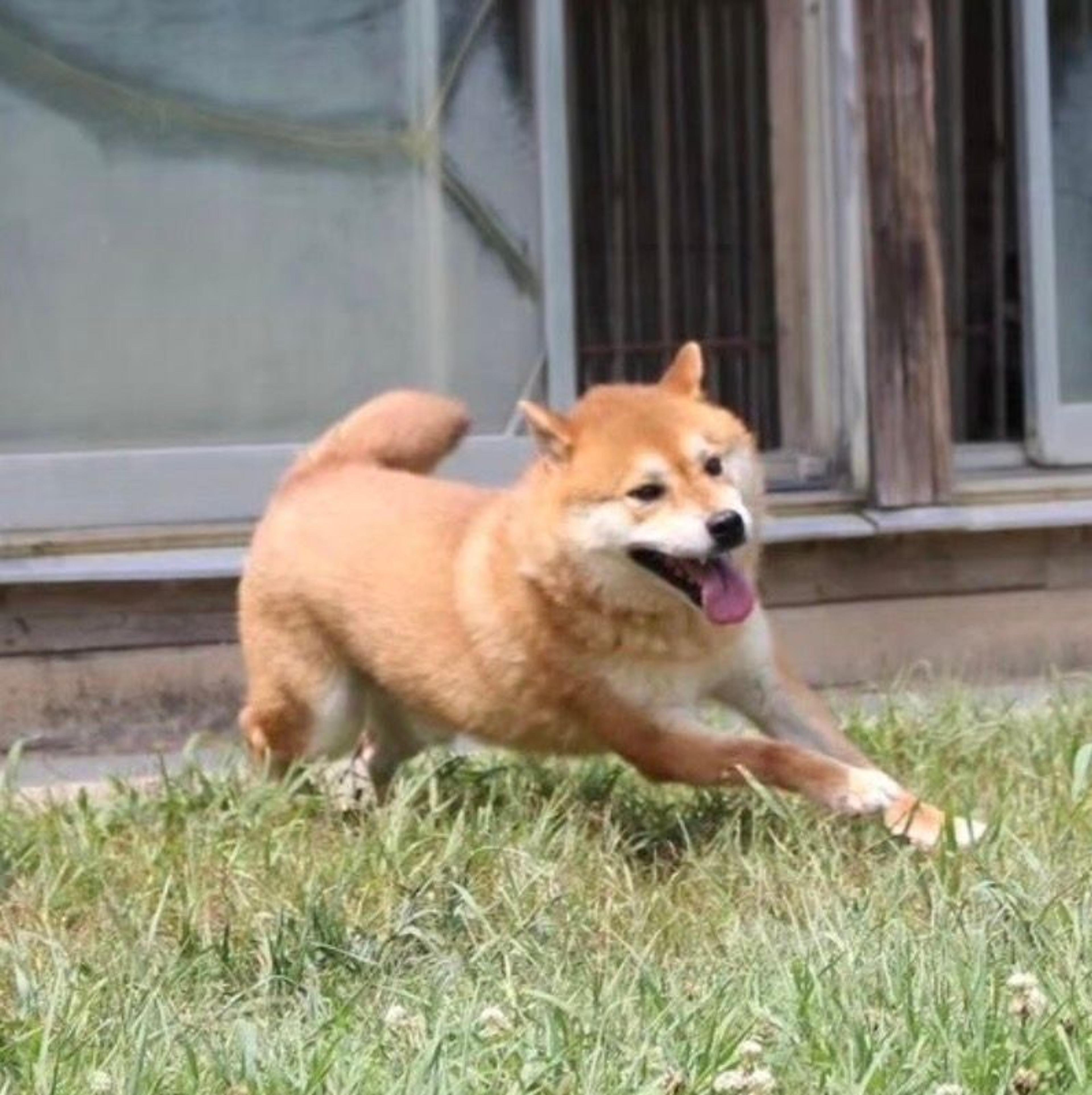 pet-image-5