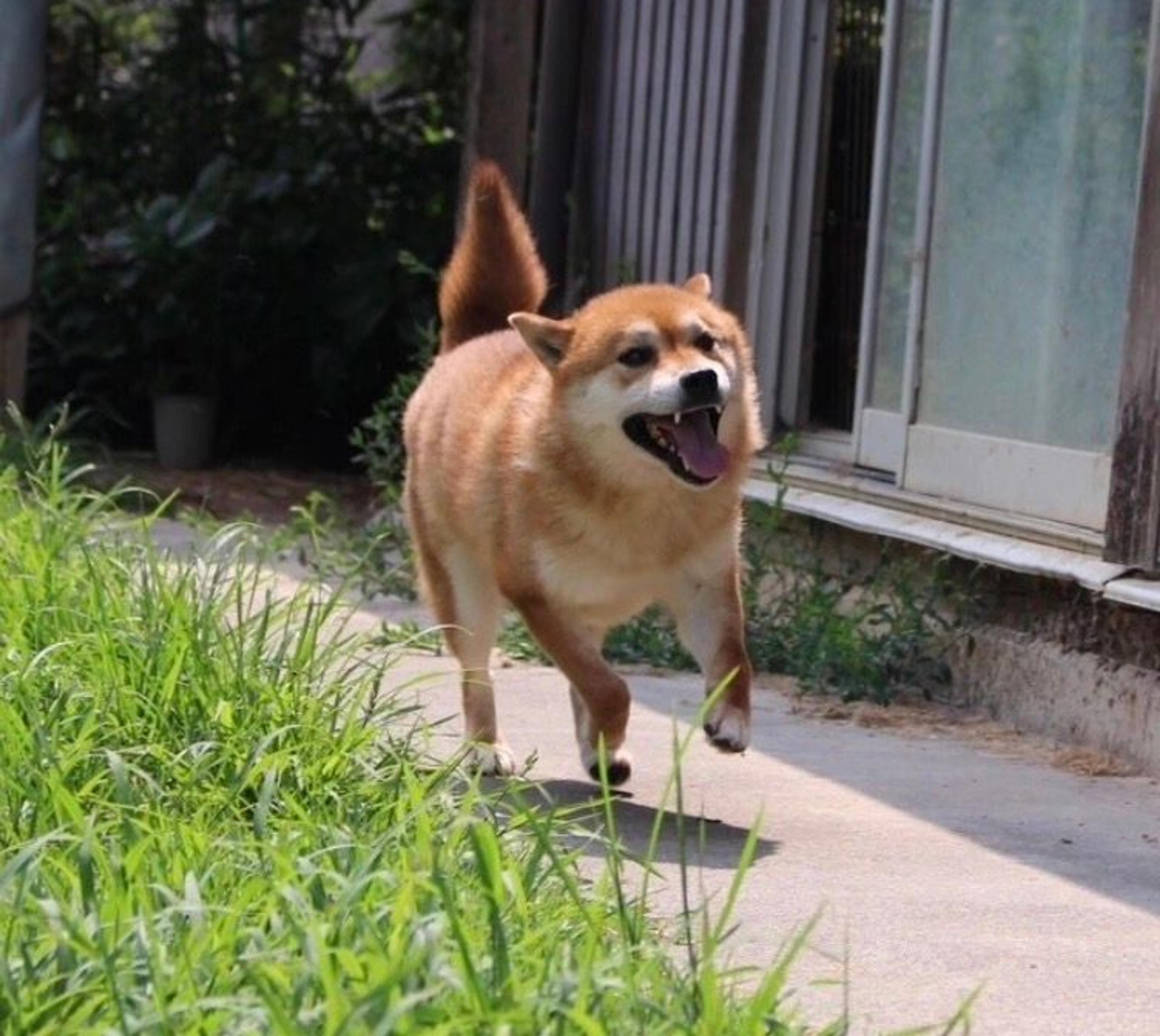 pet-image-6