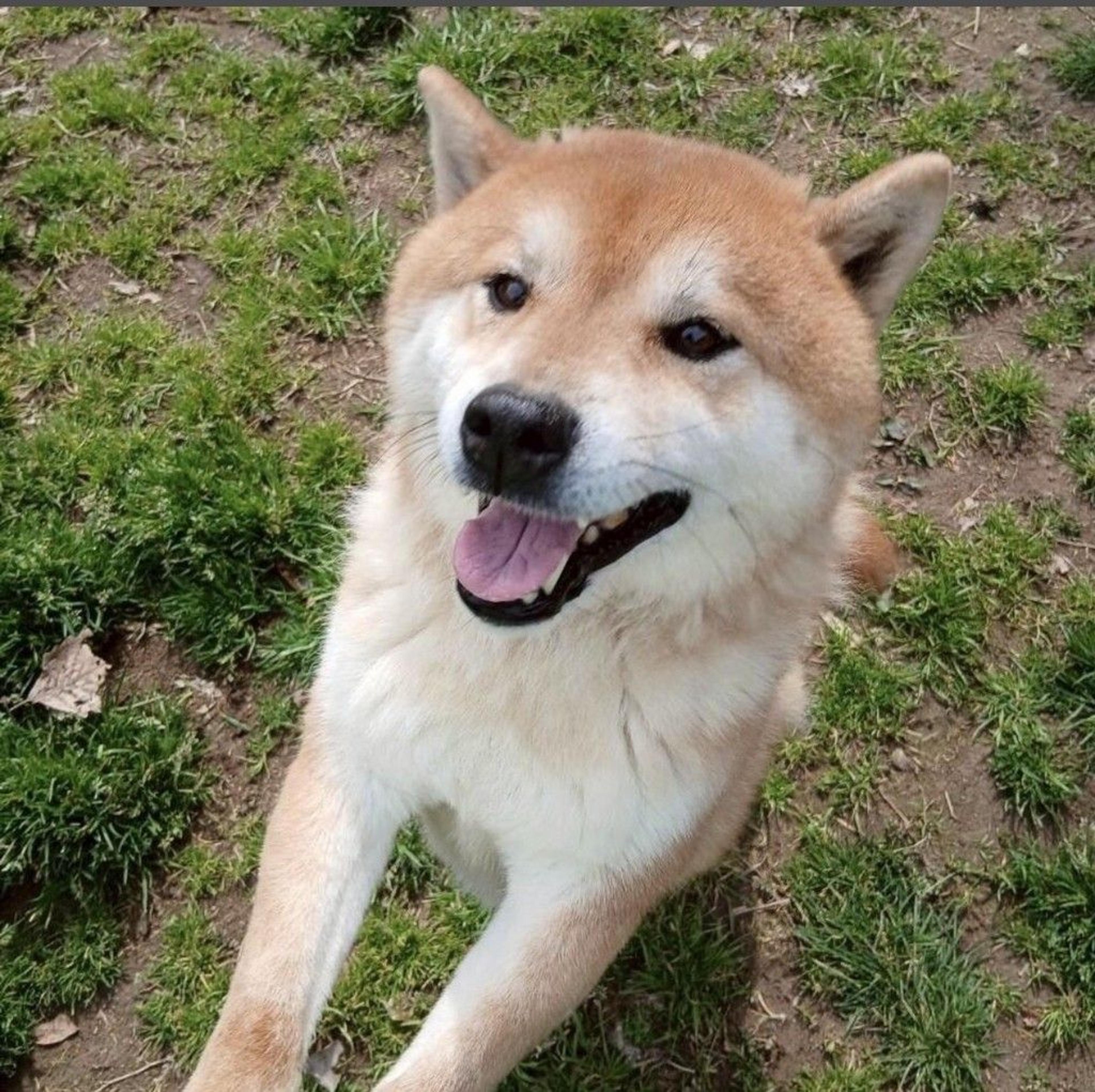 pet-image-8