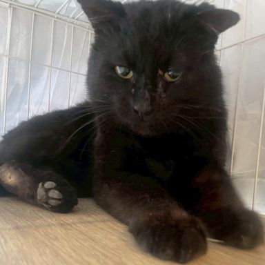 雑種（ミックス猫）・オスの里親募集の写真