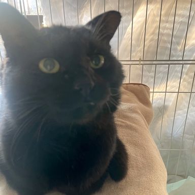 雑種（ミックス猫）・オスの里親募集の写真