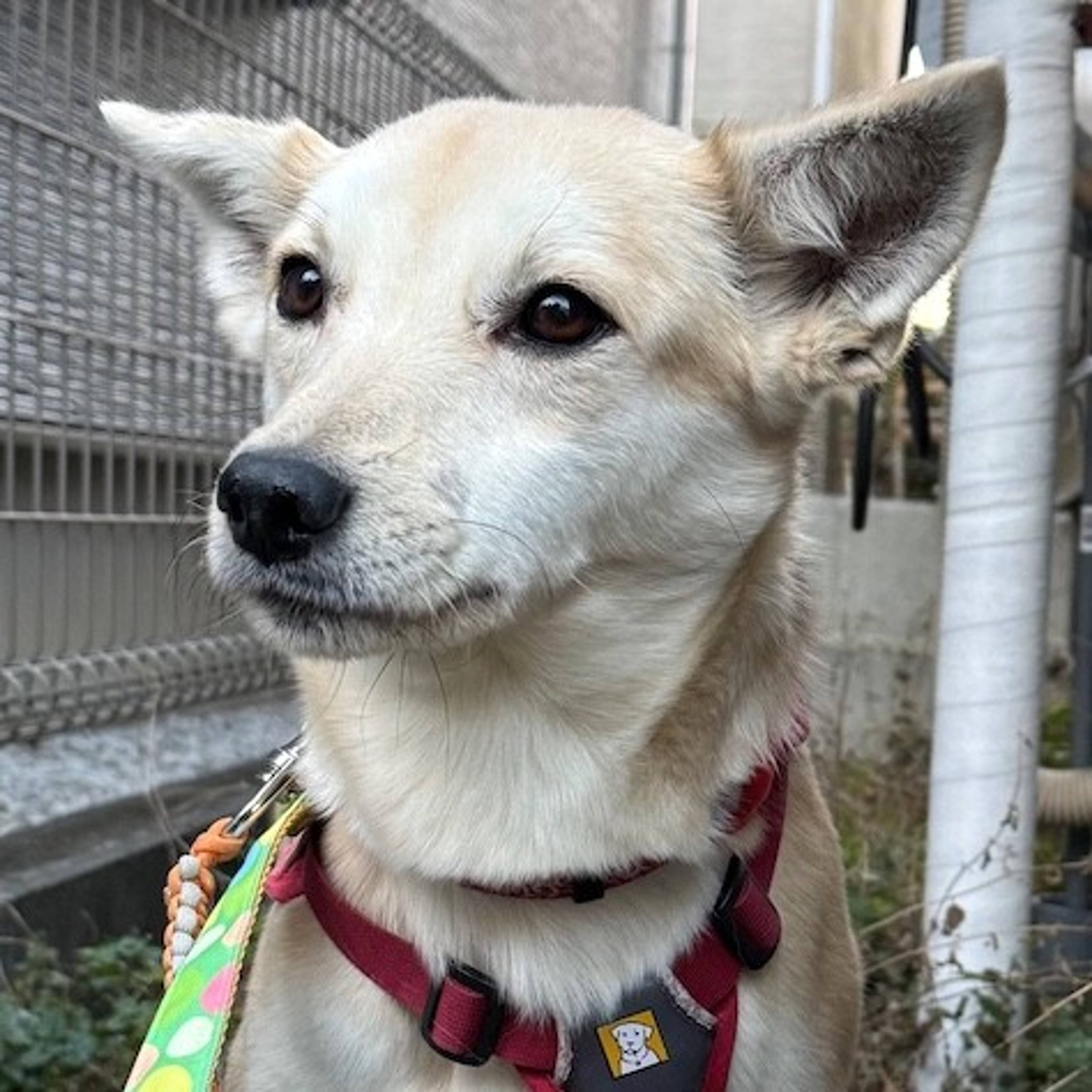 雑種（ミックス犬）・メスの里親募集の写真