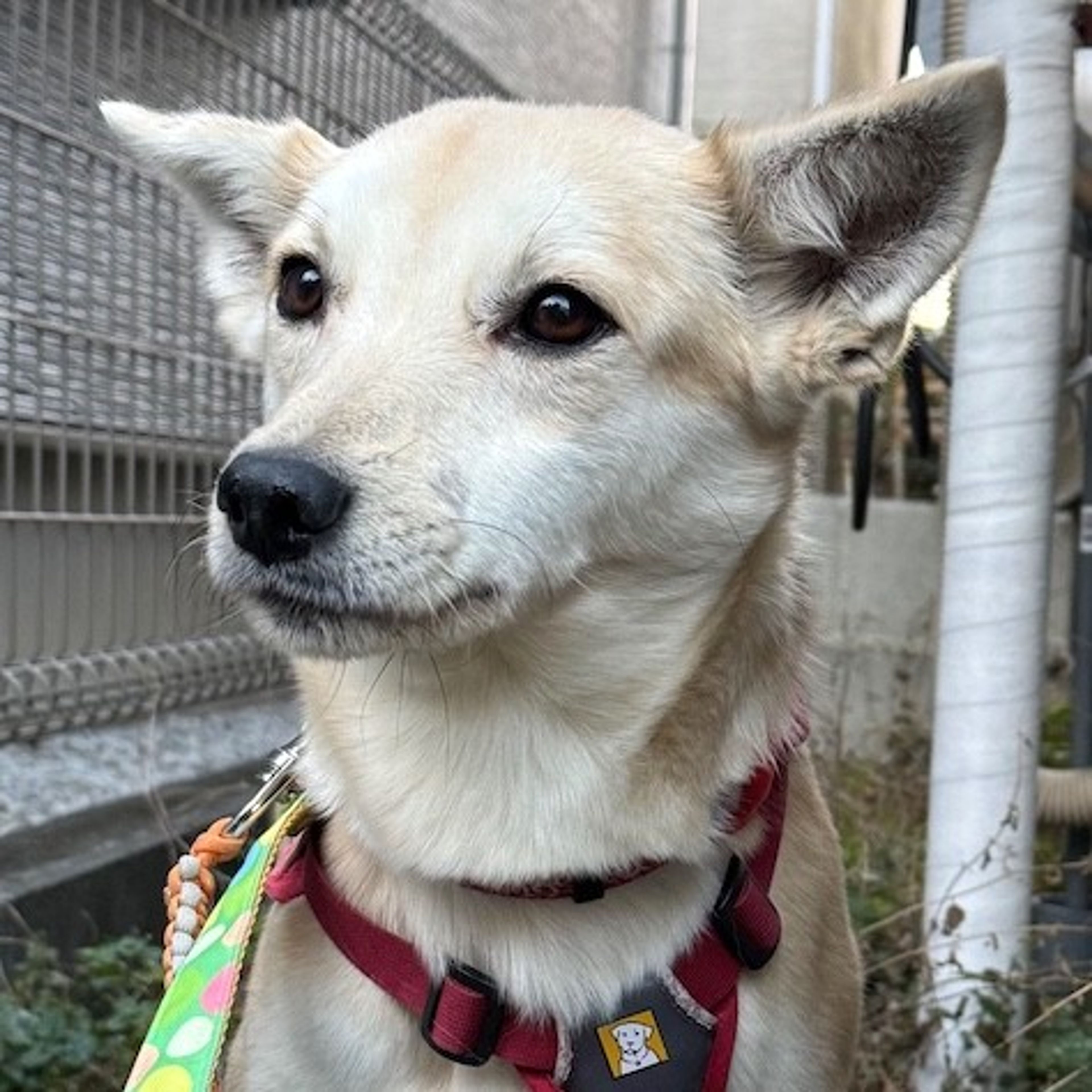 雑種（ミックス犬）・メスの里親募集の写真