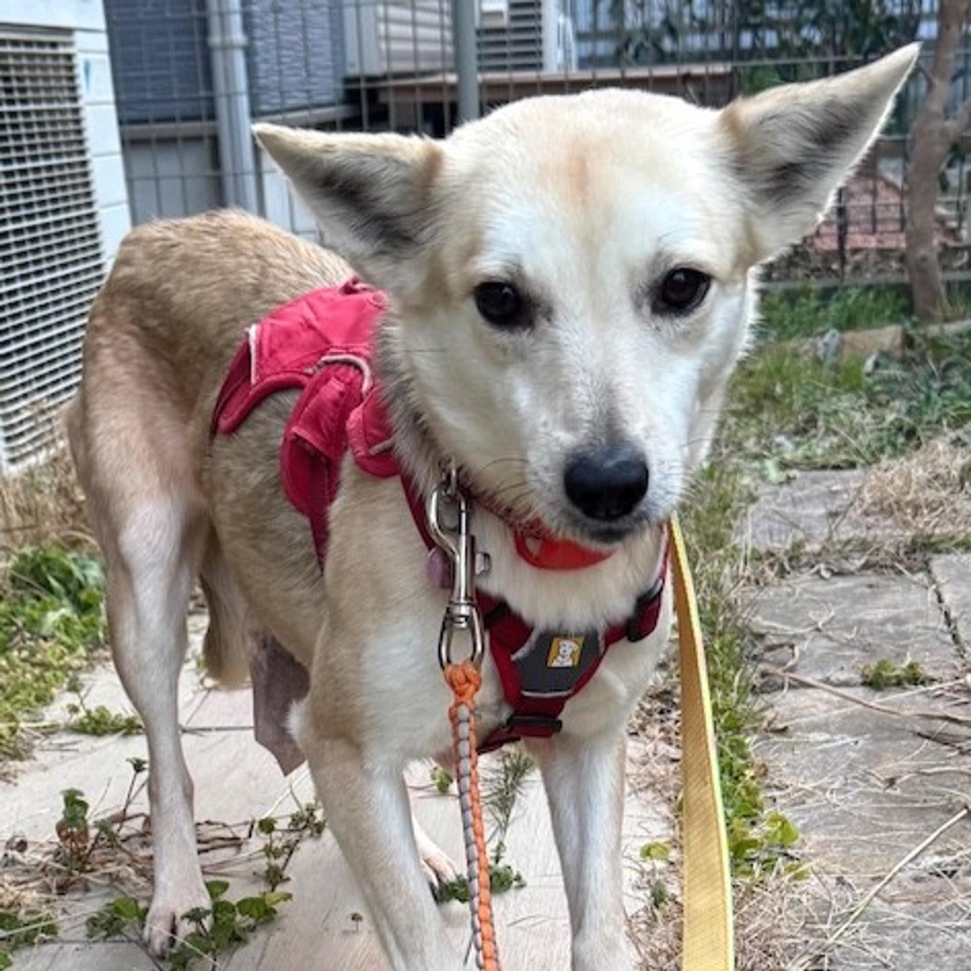 pet-image-2