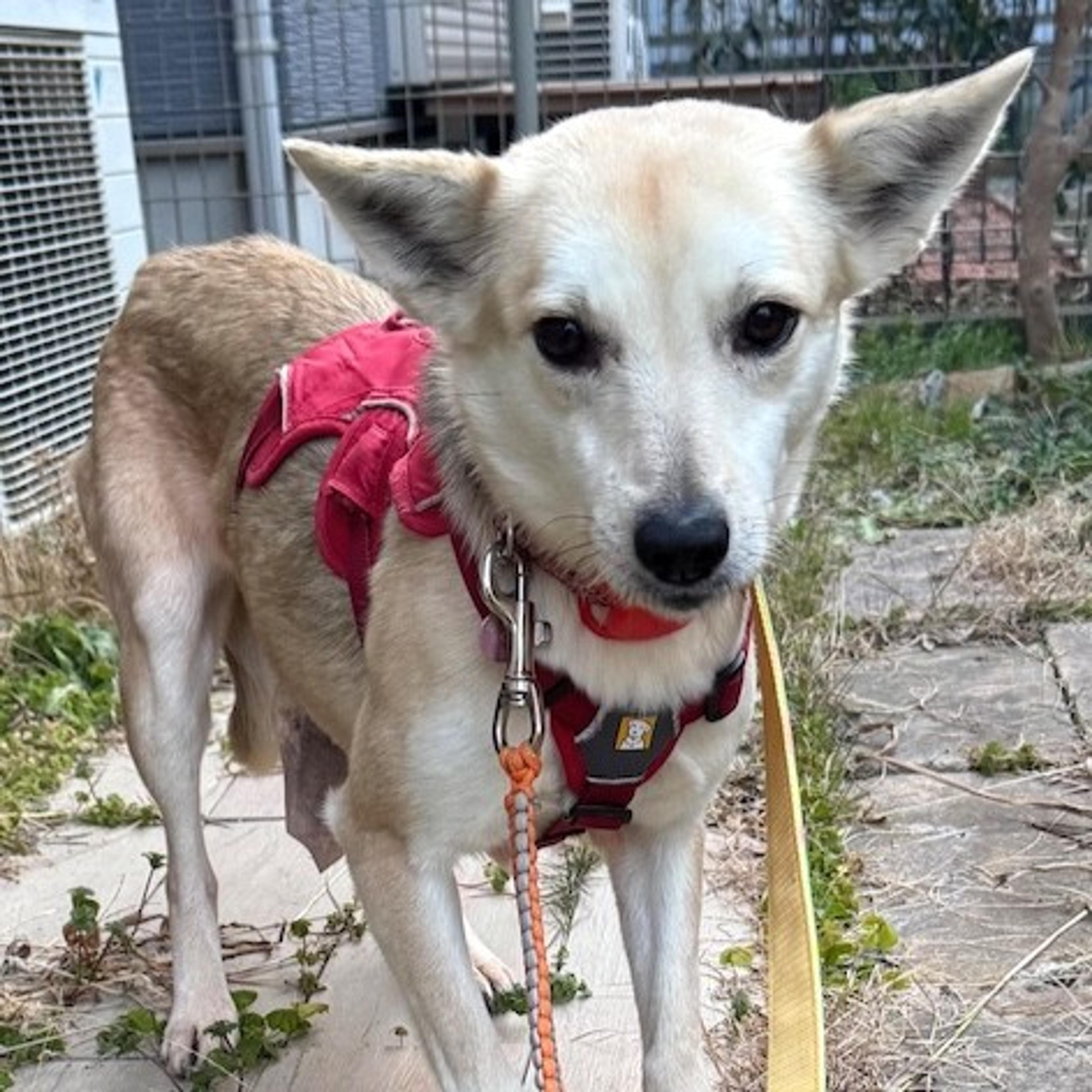 pet-image-2