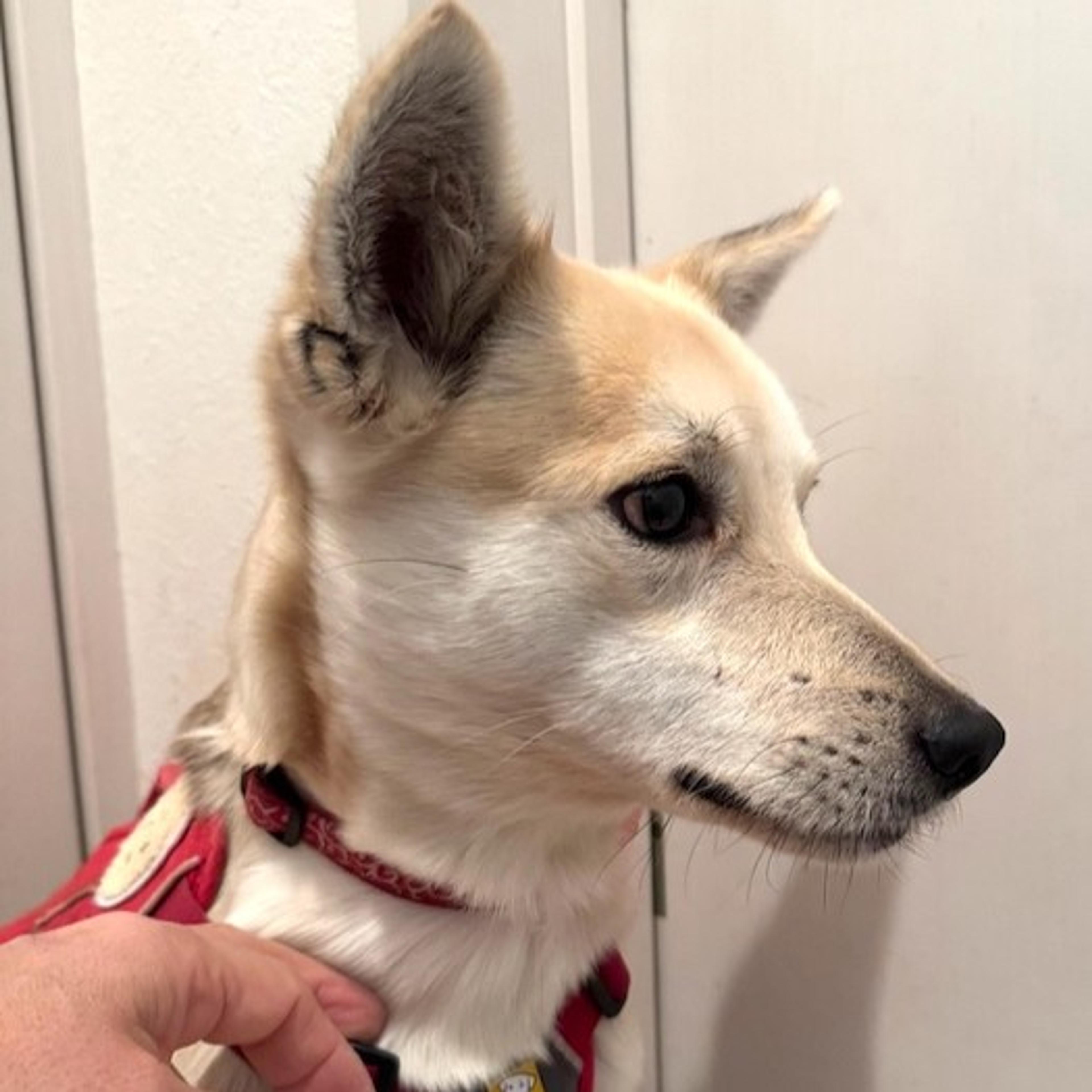pet-image-4