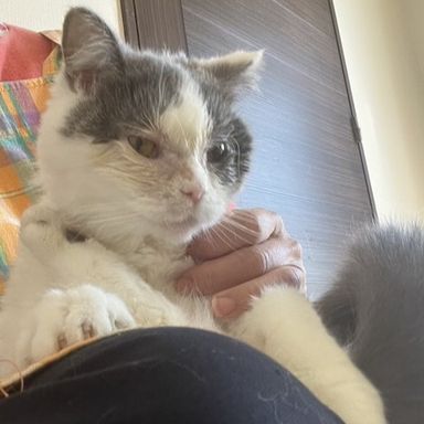 雑種（ミックス猫）・メスの里親募集の写真