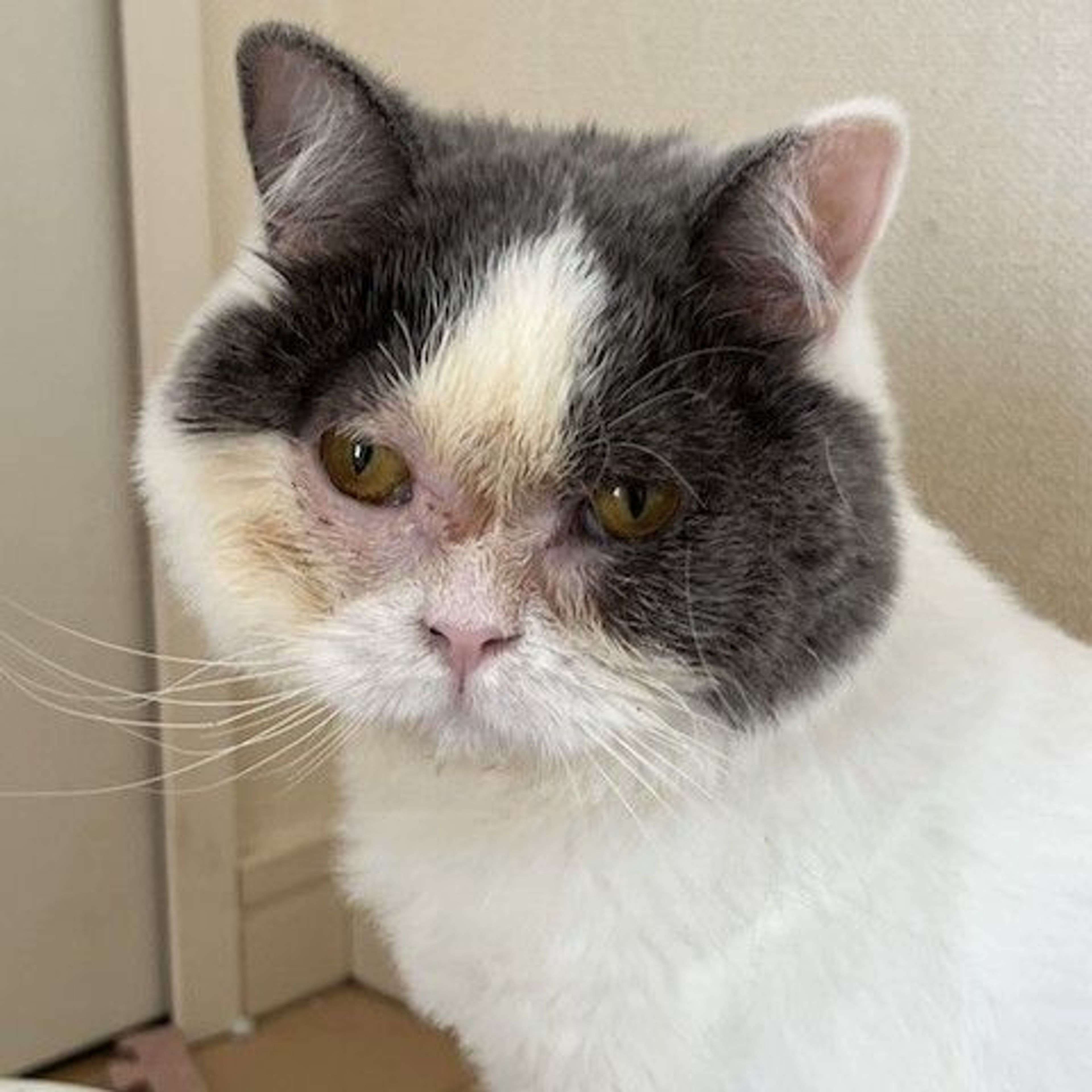 雑種（ミックス猫）・メスの里親募集の写真