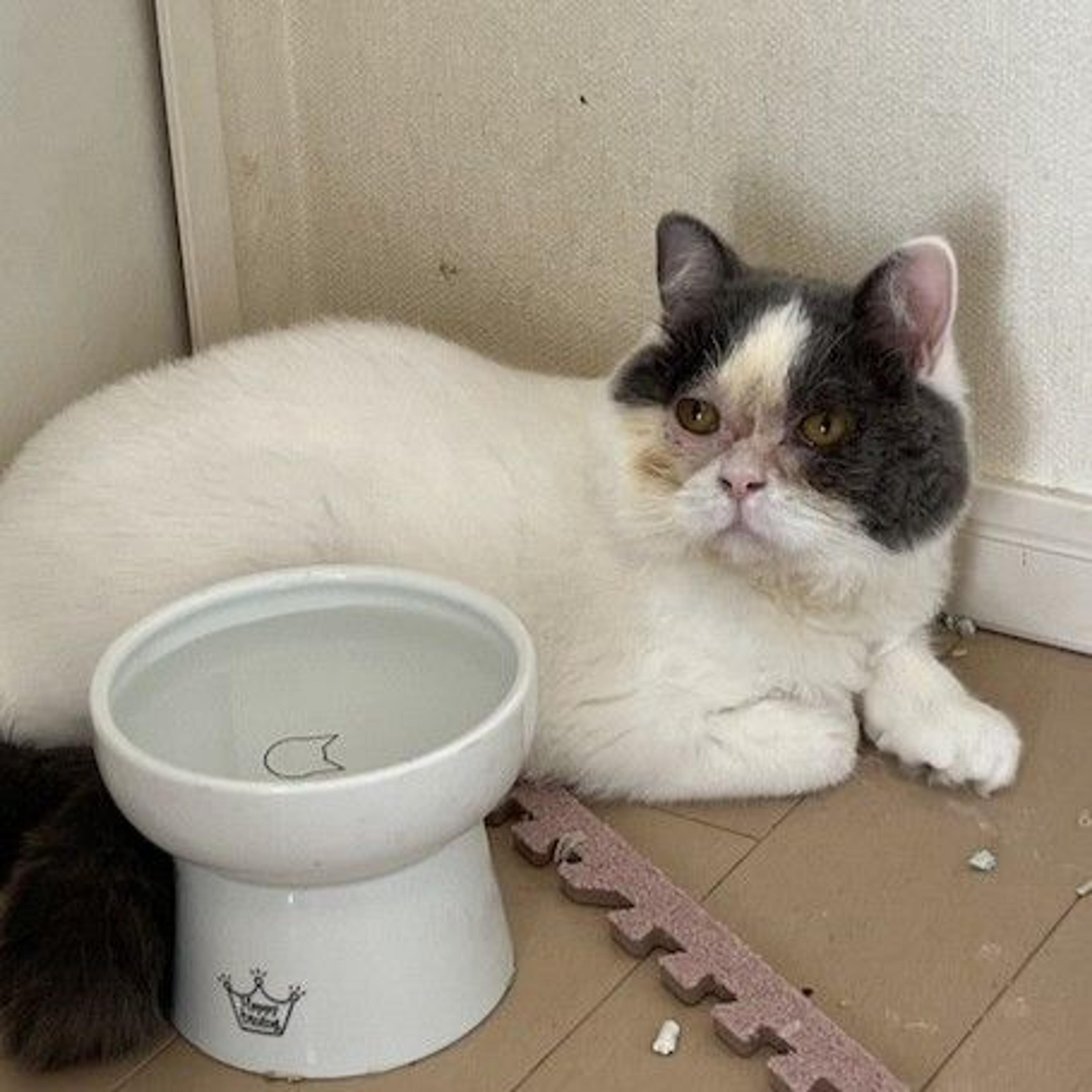 pet-image-4