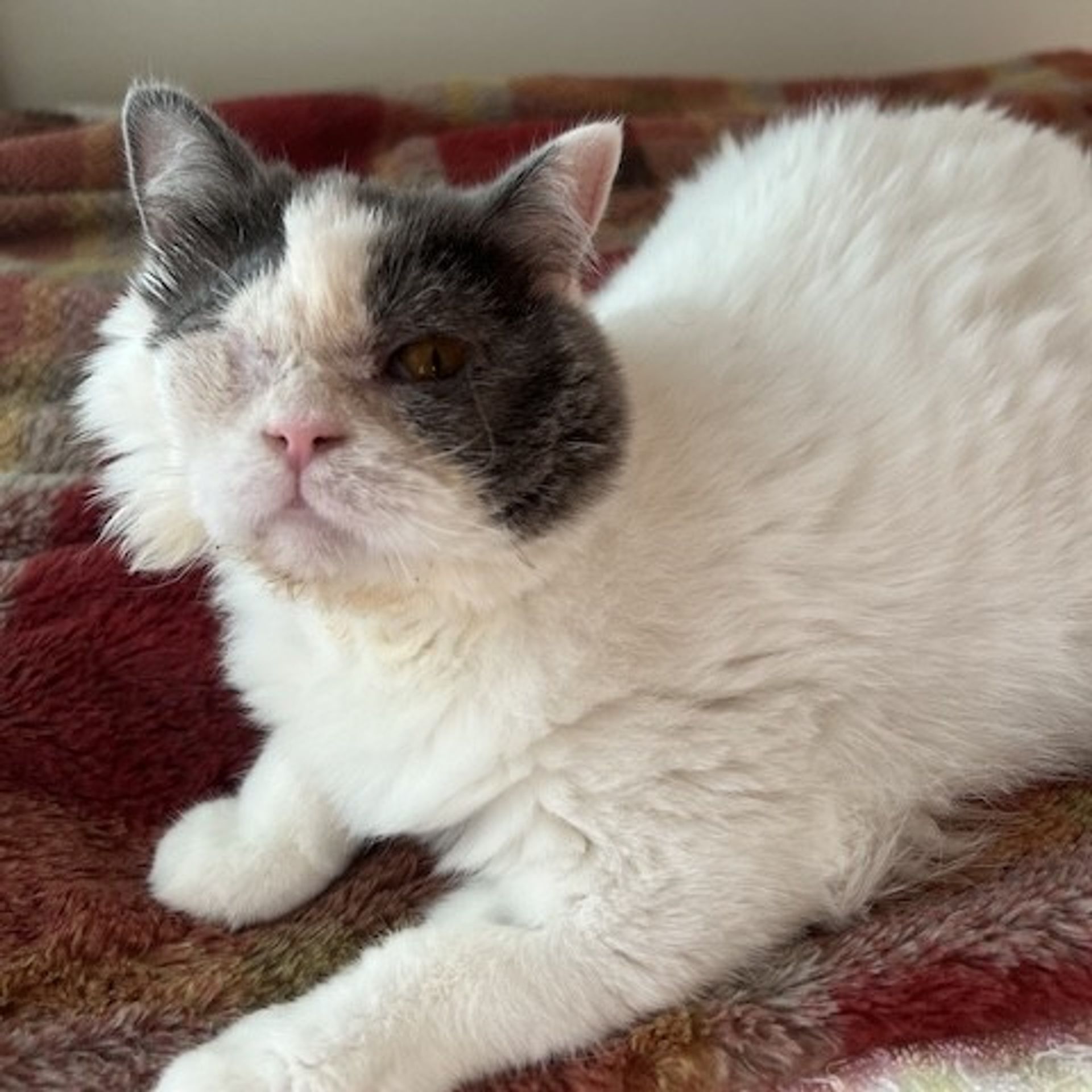 雑種（ミックス猫）・メスの里親募集の写真