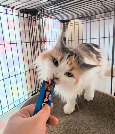 ノルウェージャンフォレストキャット・メスの里親募集の写真