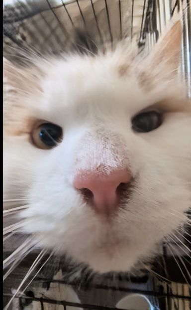 ノルウェージャンフォレストキャット・メスの里親募集の写真