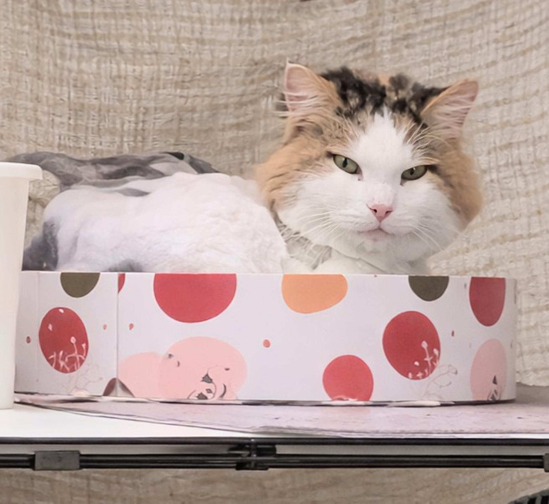 pet-image-2