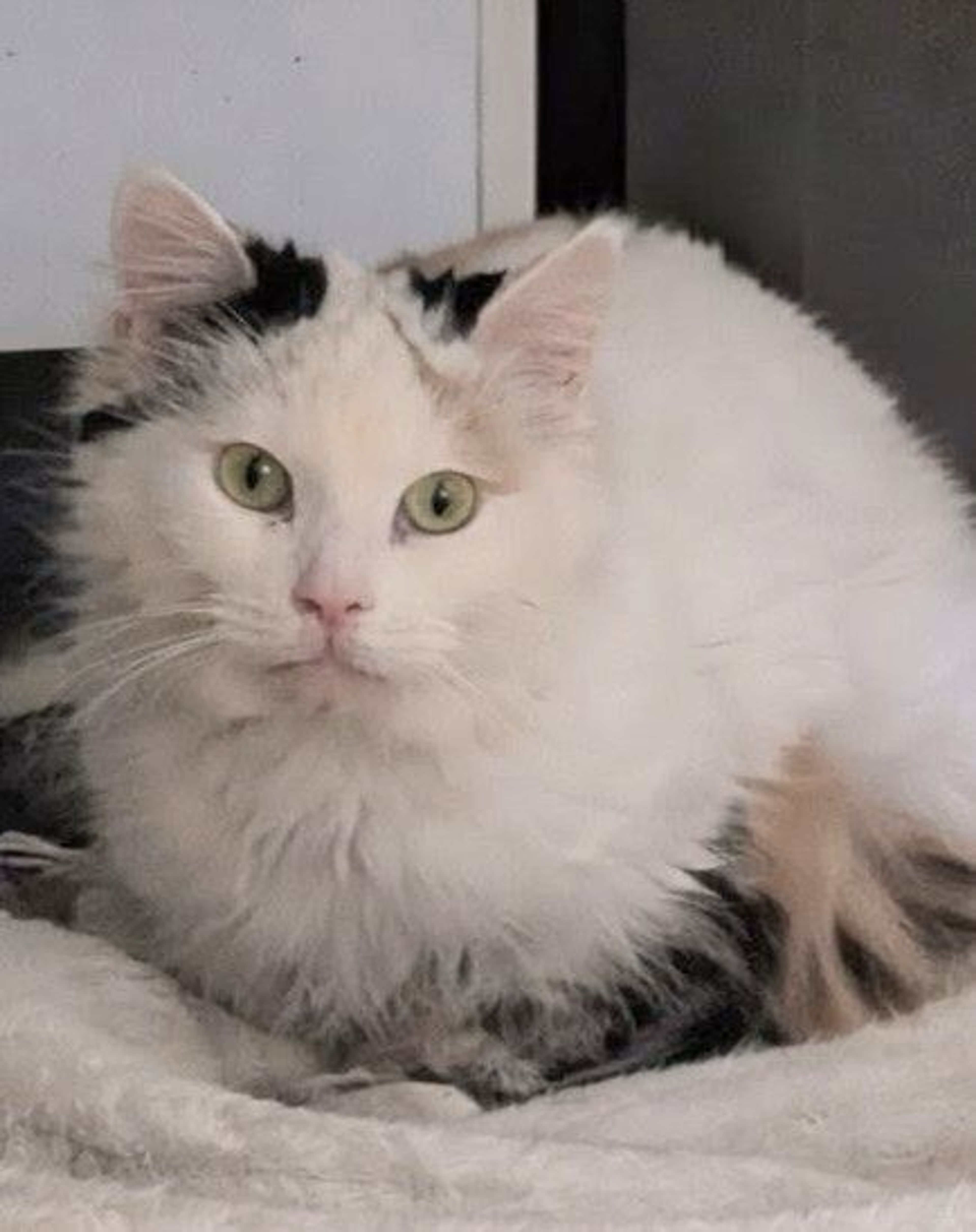 メインクーン・メスの里親募集の写真