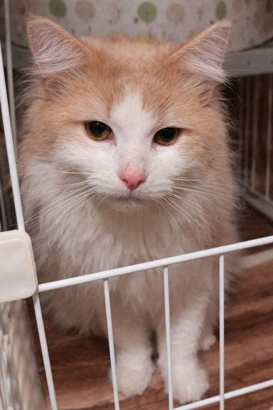 ノルウェージャンフォレストキャット・オスの里親募集の写真