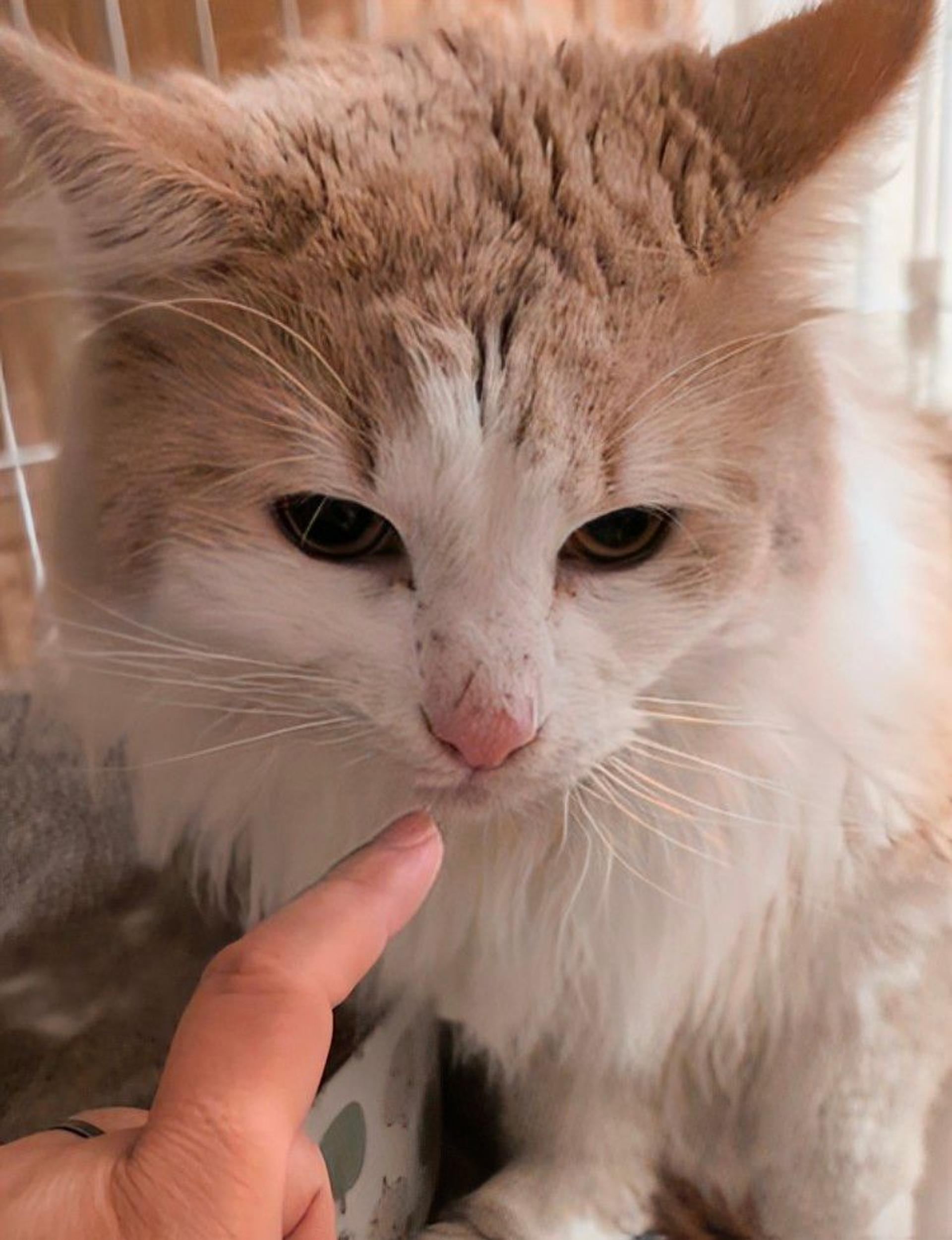 pet-image-2