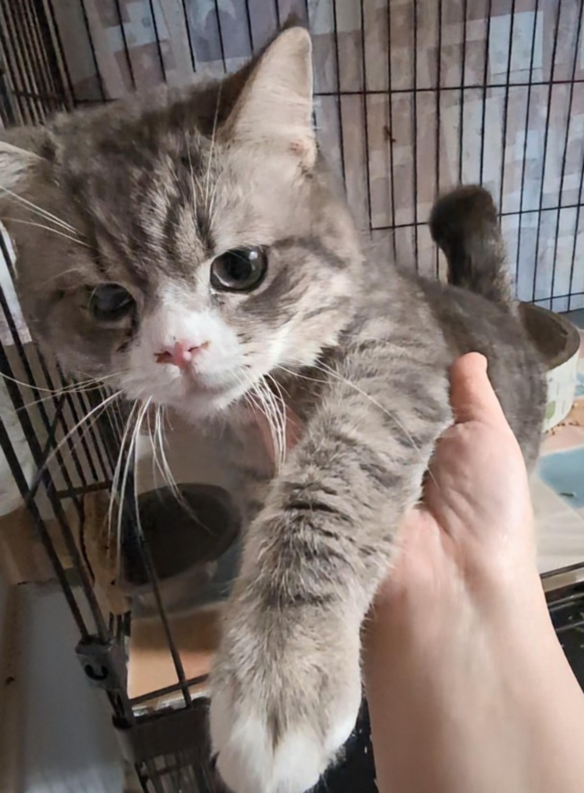 pet-image-2