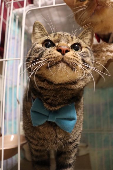 雑種（ミックス猫）・オスの里親募集の写真