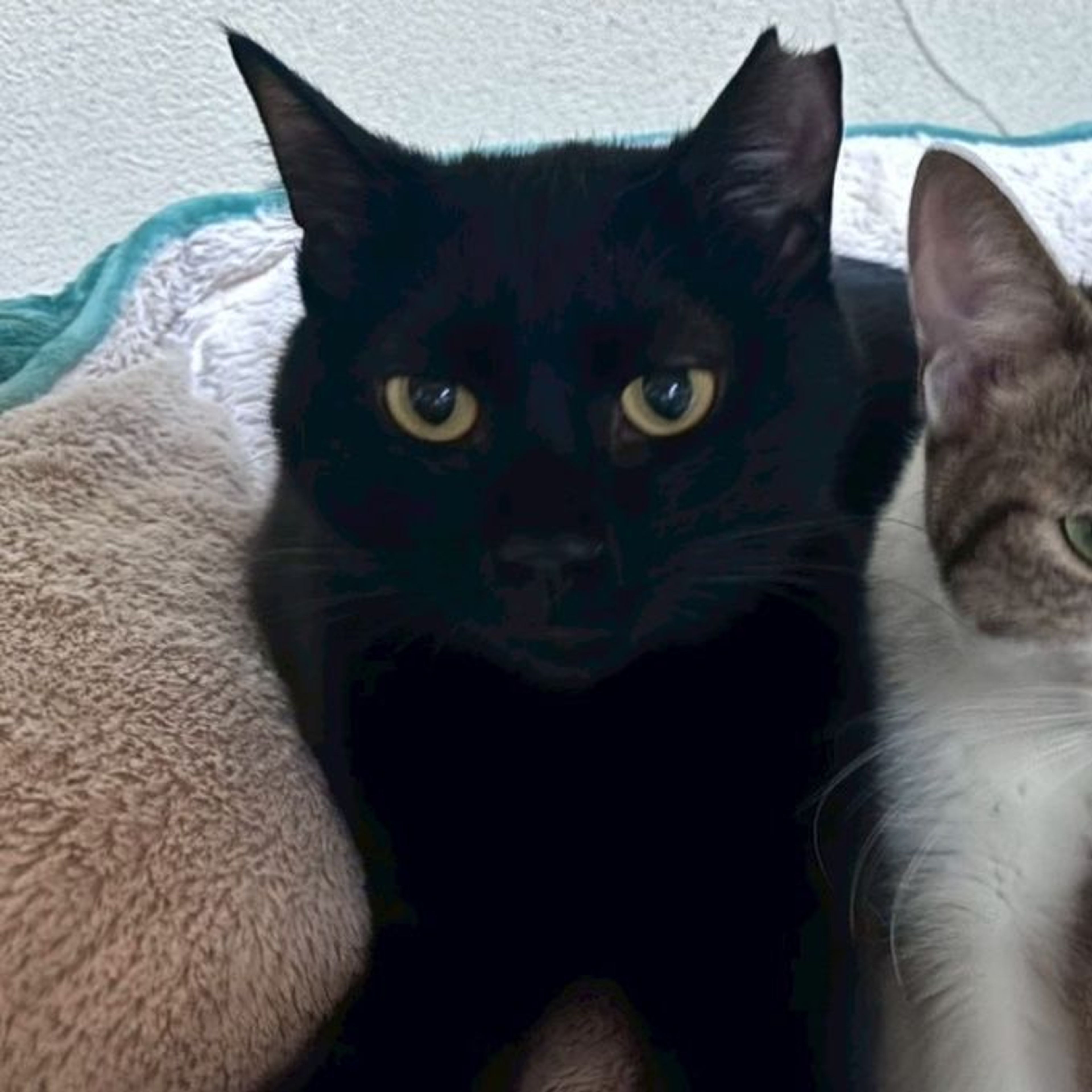 雑種（ミックス猫）・メスの里親募集の写真