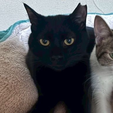 雑種（ミックス猫）・メスの里親募集の写真