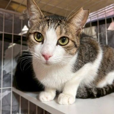 雑種（ミックス猫）・メスの里親募集の写真