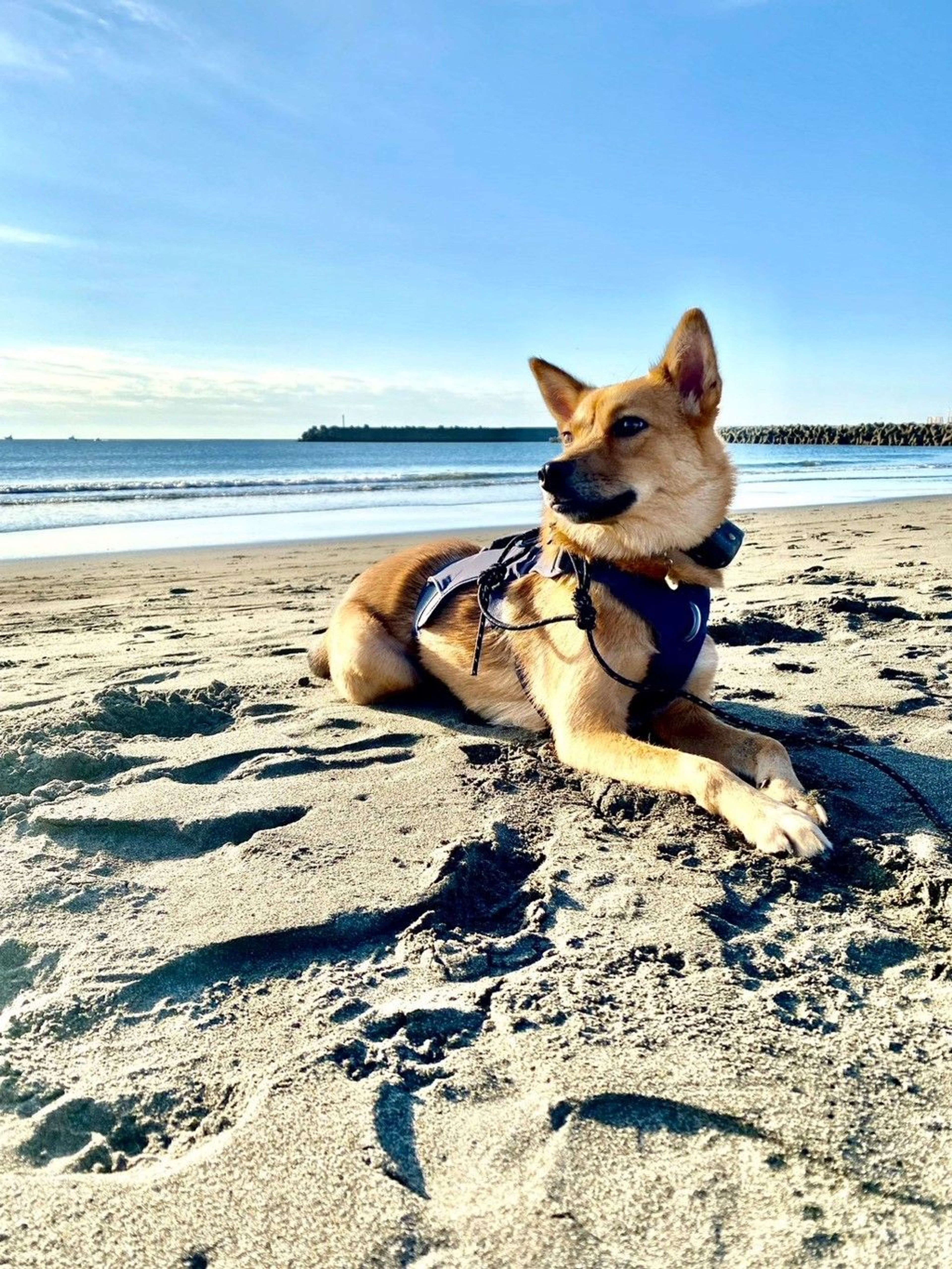 雑種（ミックス犬）・メスの里親募集の写真