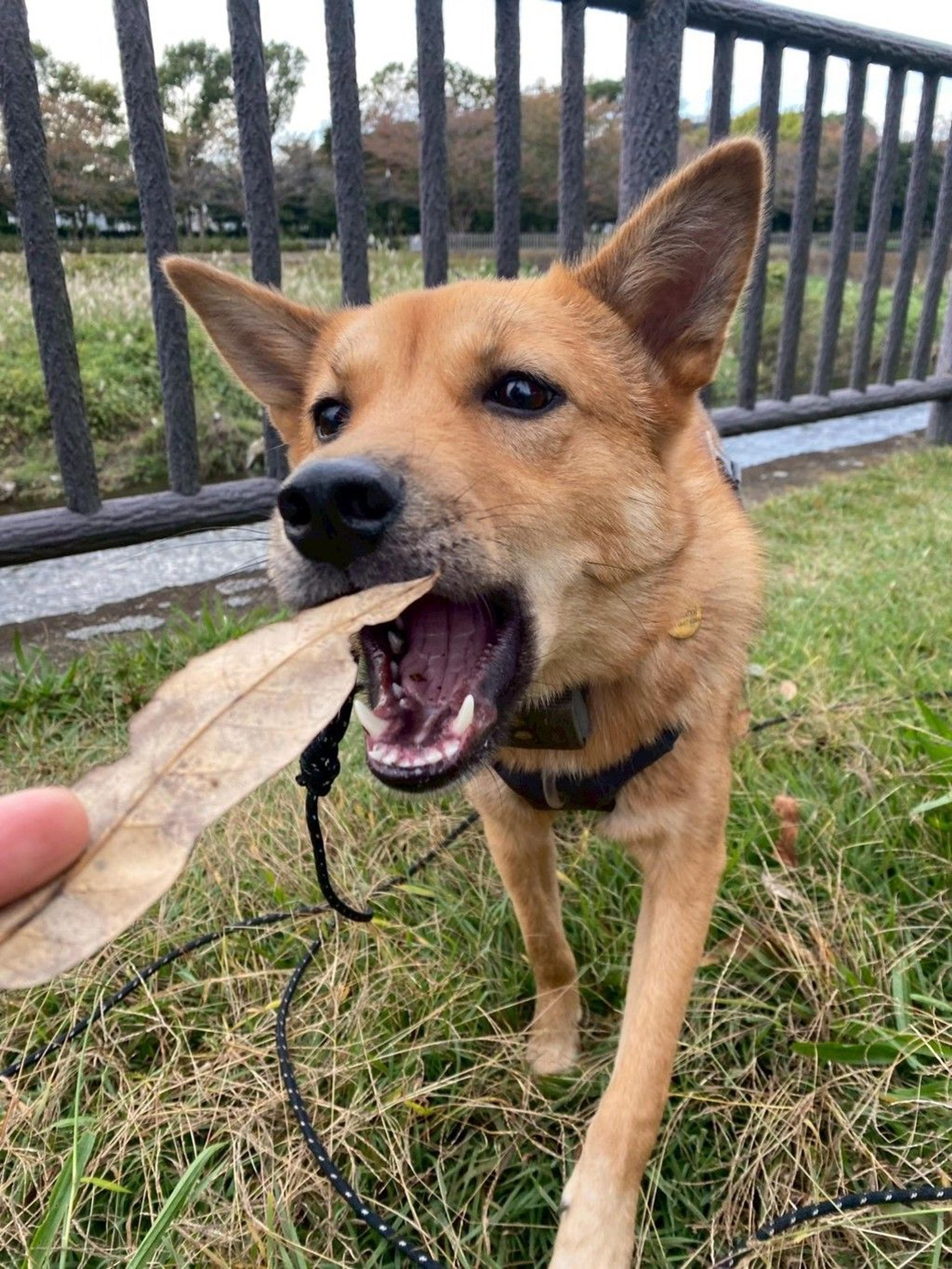 pet-image-2