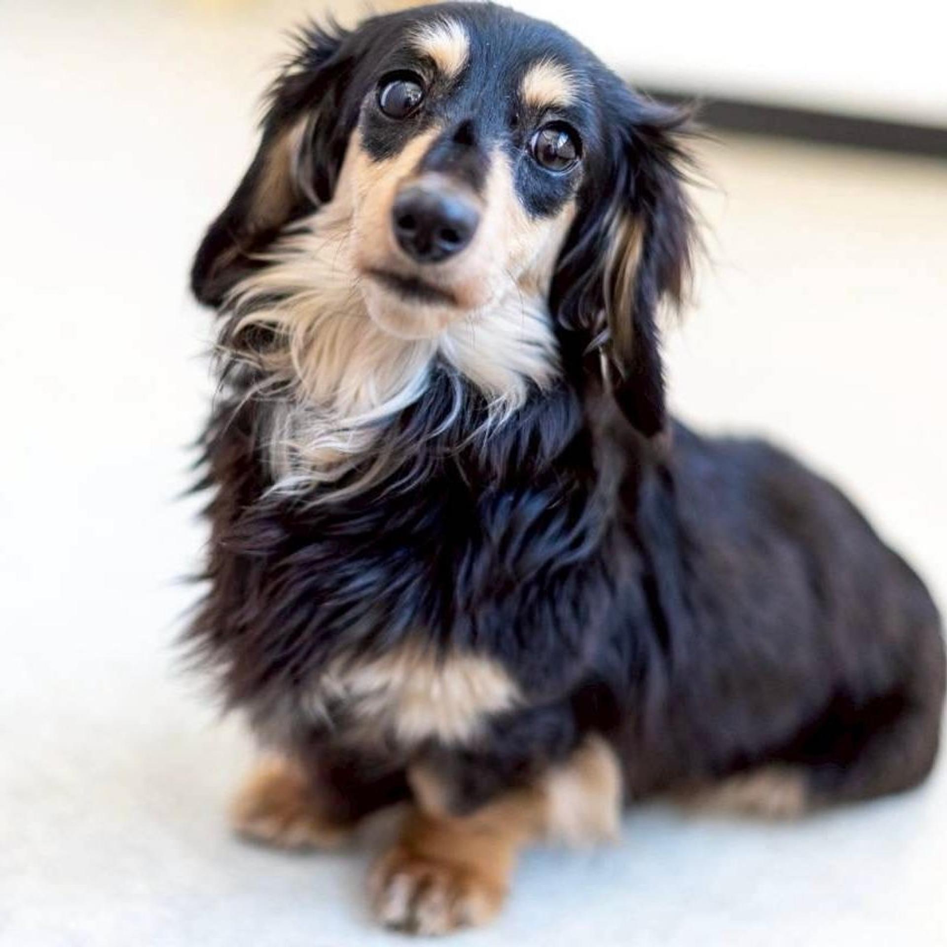 pet-image-3