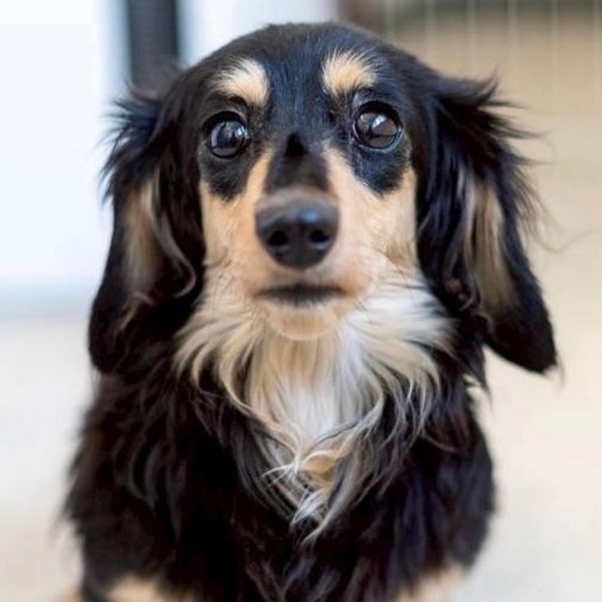 pet-image-5