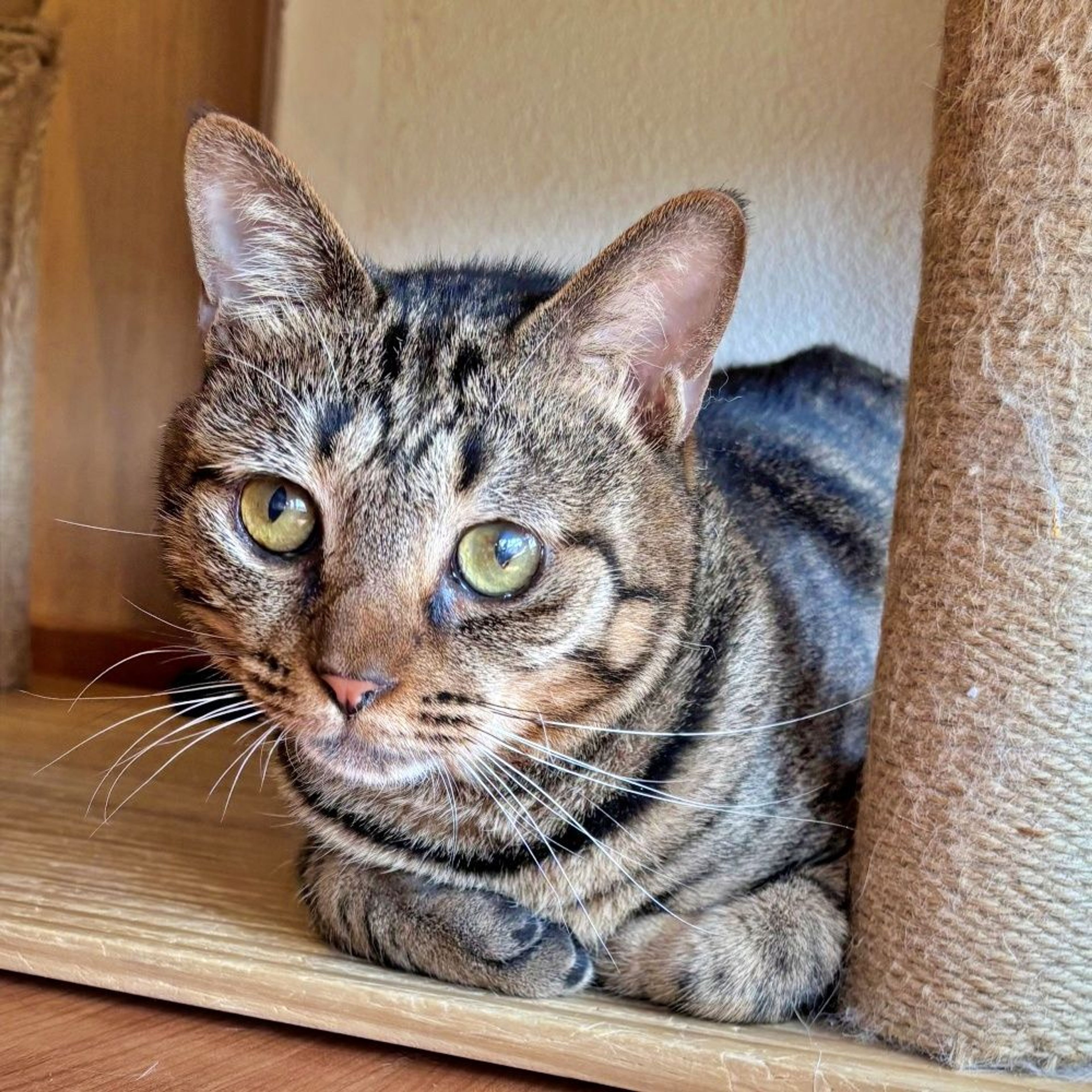 雑種（ミックス猫）・オスの里親募集の写真