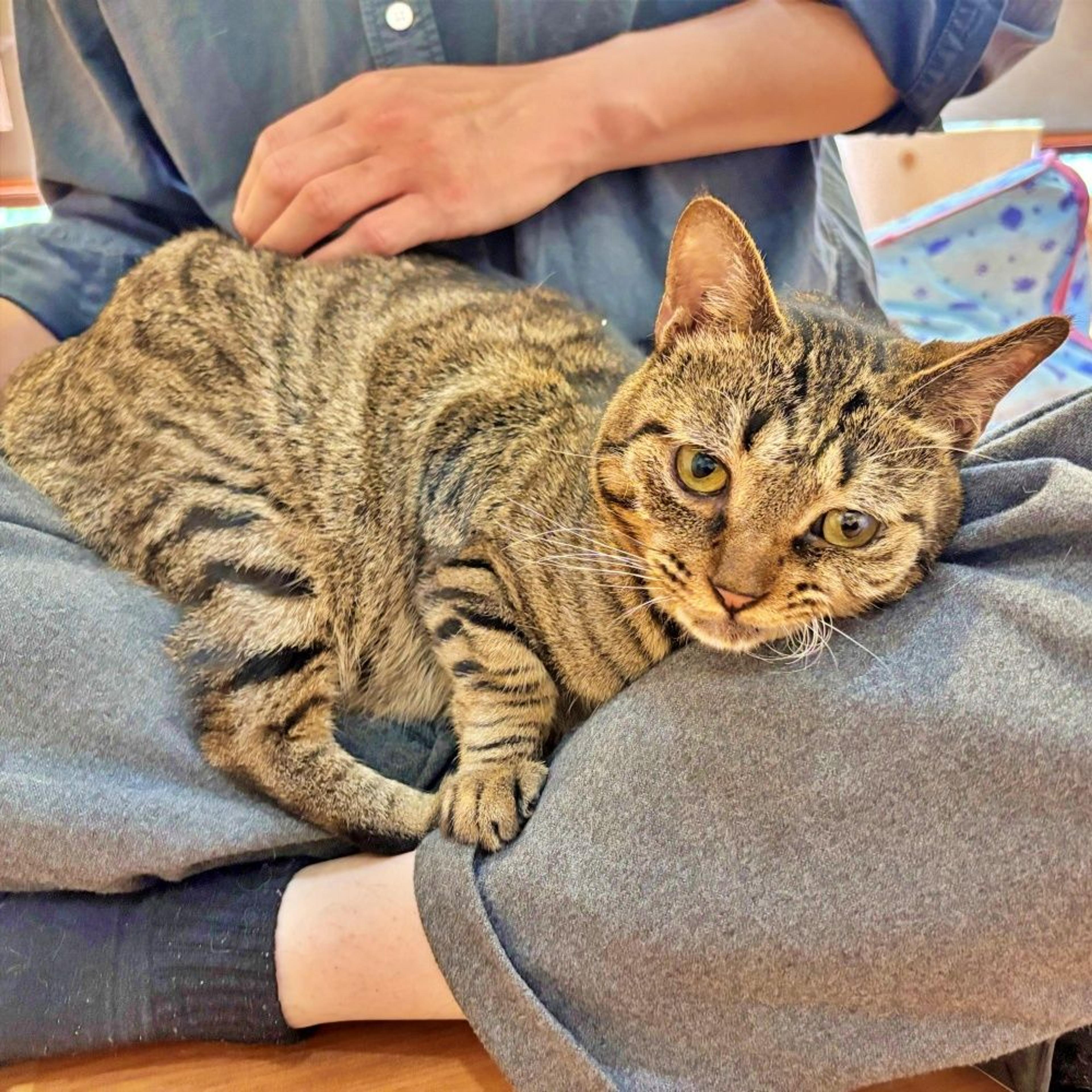 pet-image-2