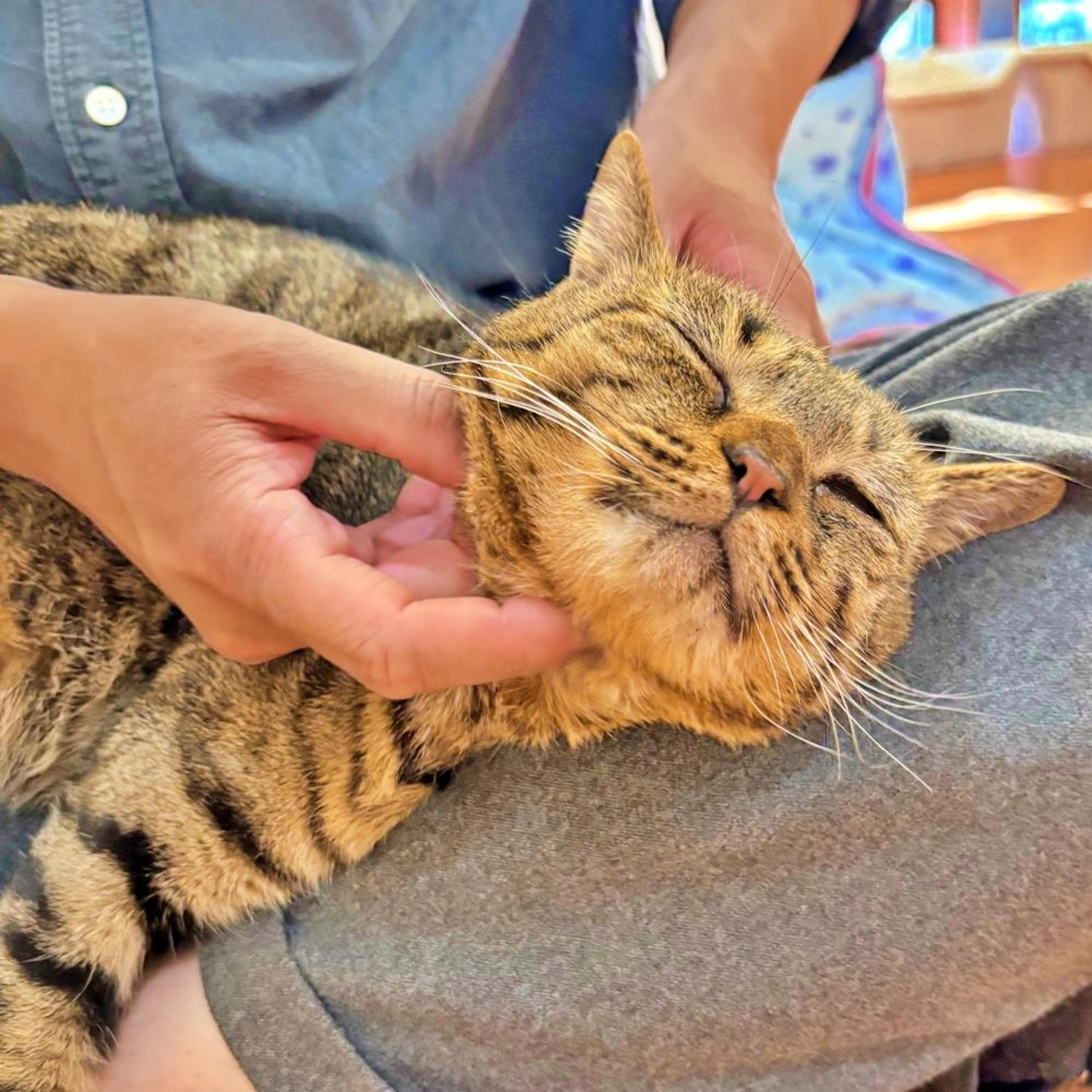 pet-image-3