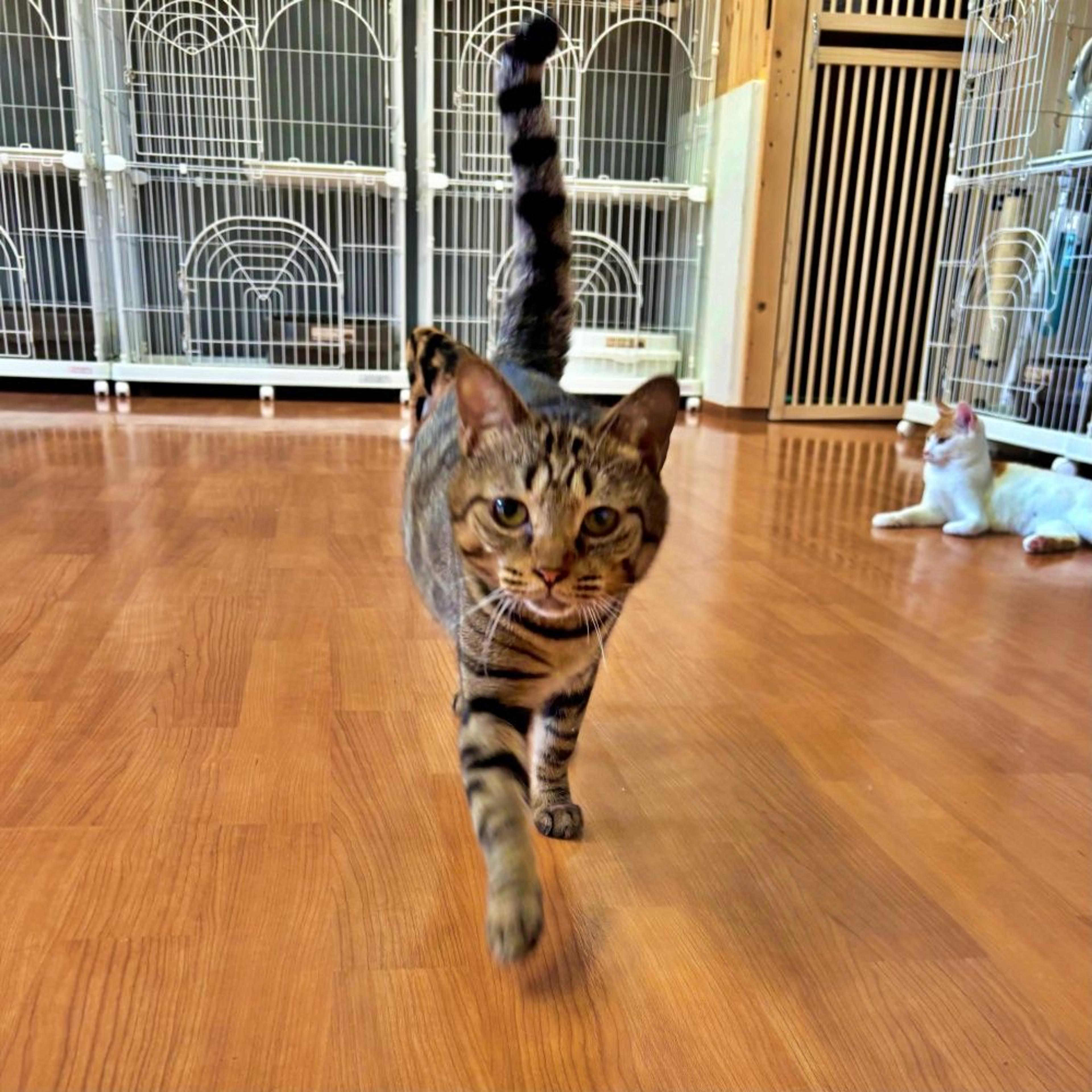 pet-image-4