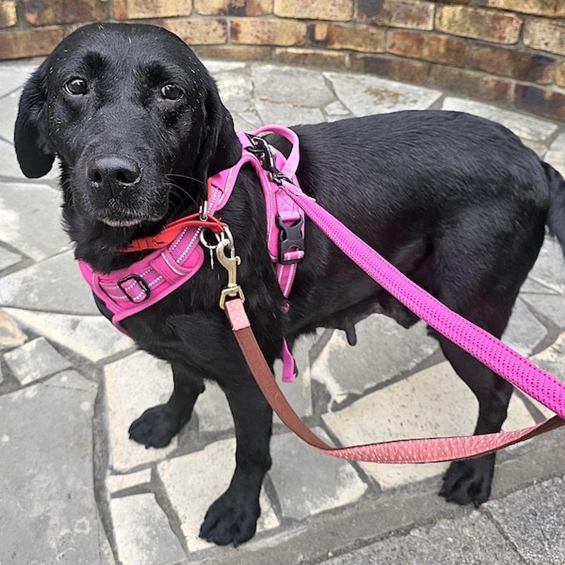 pet-image-2