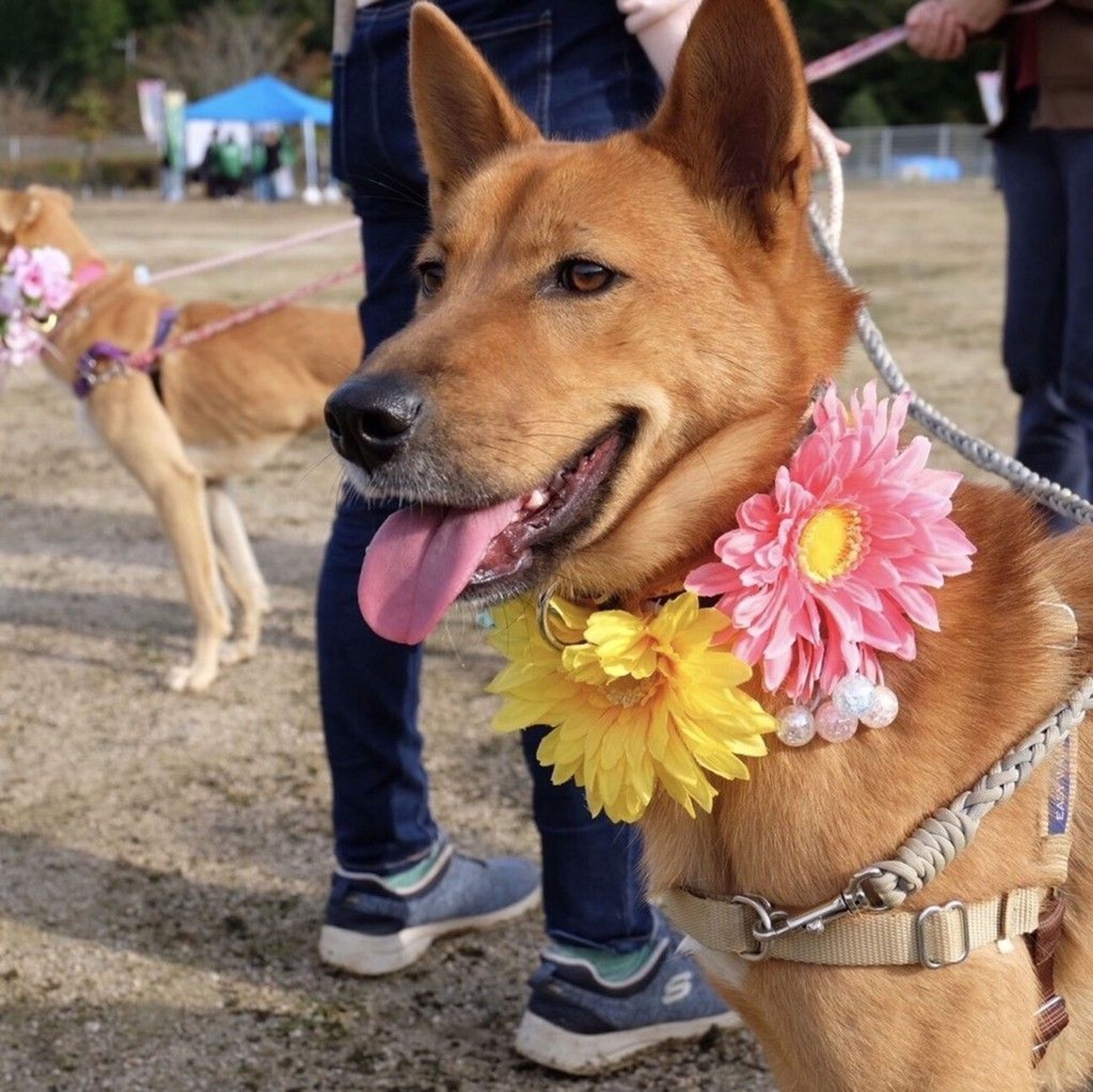 雑種（ミックス犬）・オスの里親募集の写真