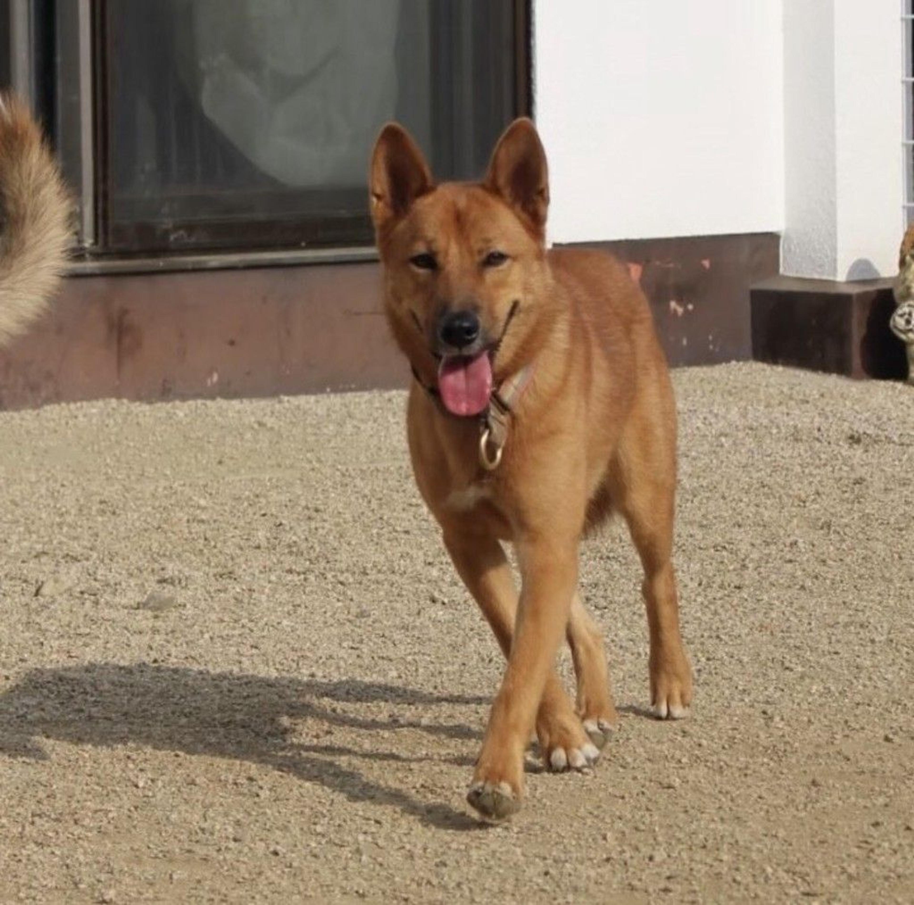 pet-image-2