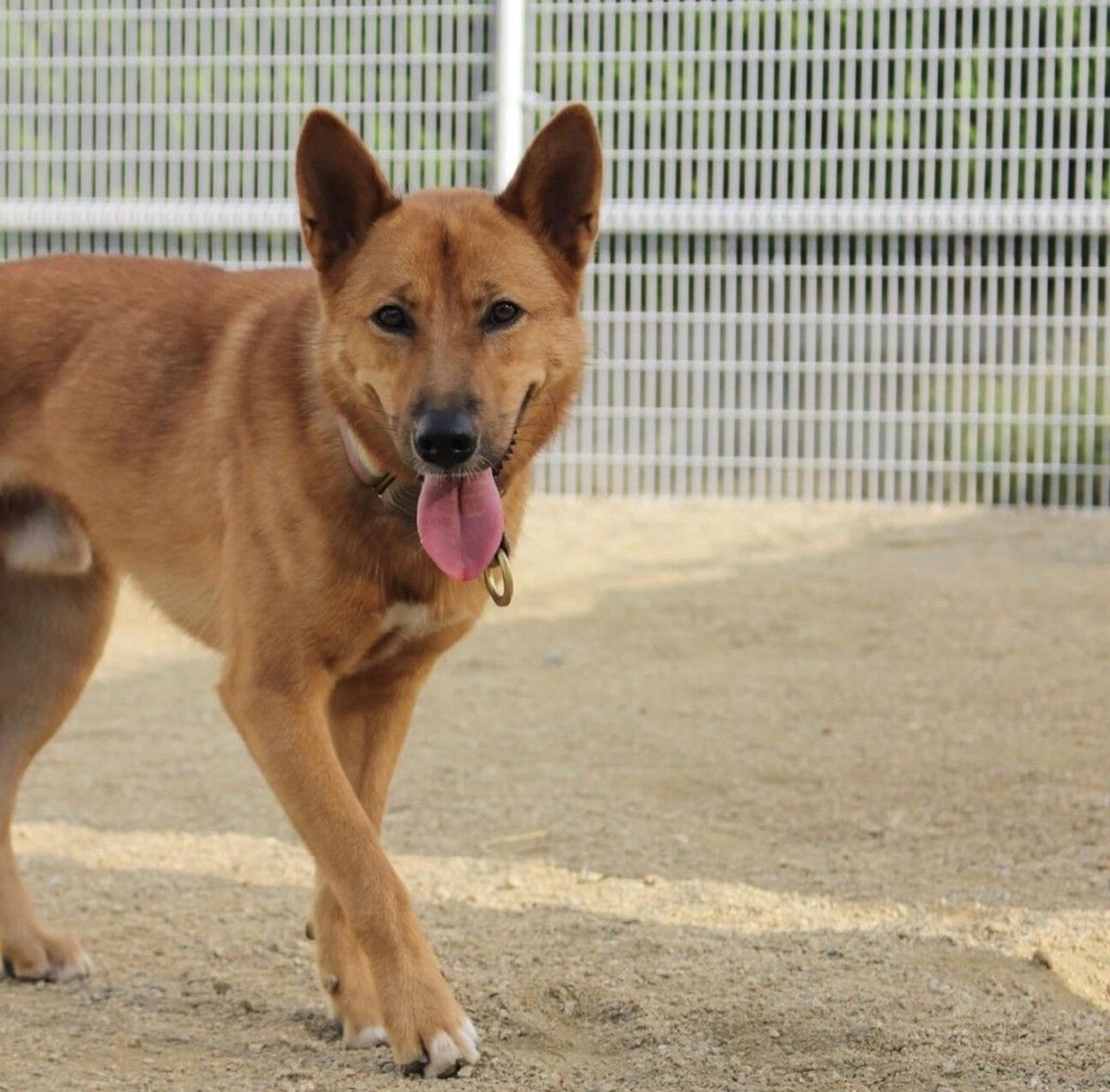 pet-image-4