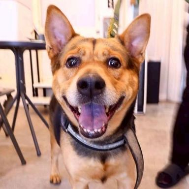 雑種（ミックス犬）・オスの里親募集の写真